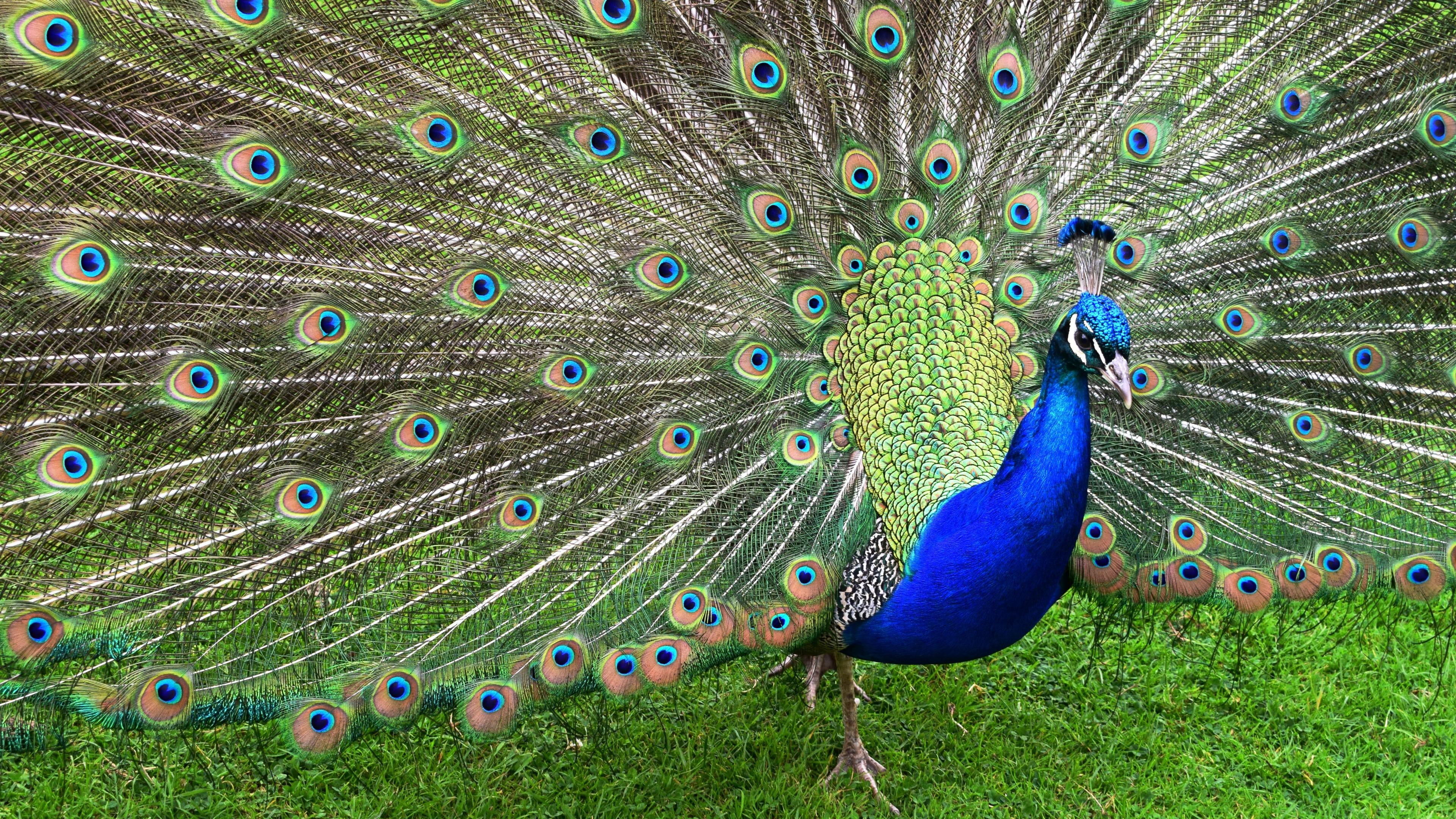 peafowl, bird, peacock, phasianidae, feather, beak, wildlife