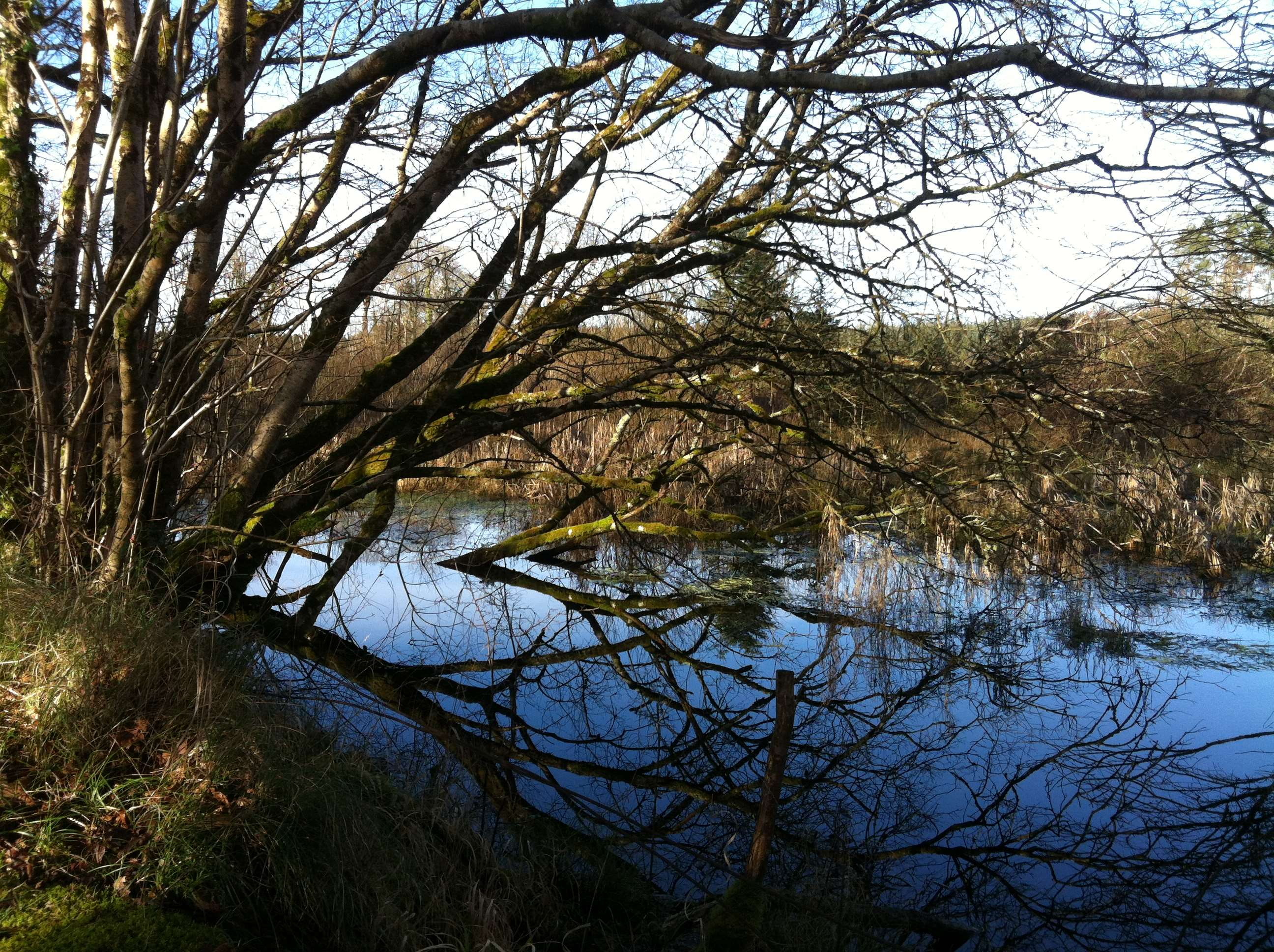 galway, ireland, lake, reflection, tree, water, plant, tranquility
