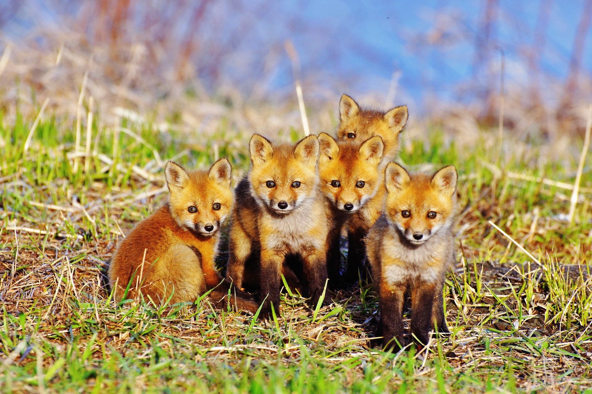 fox