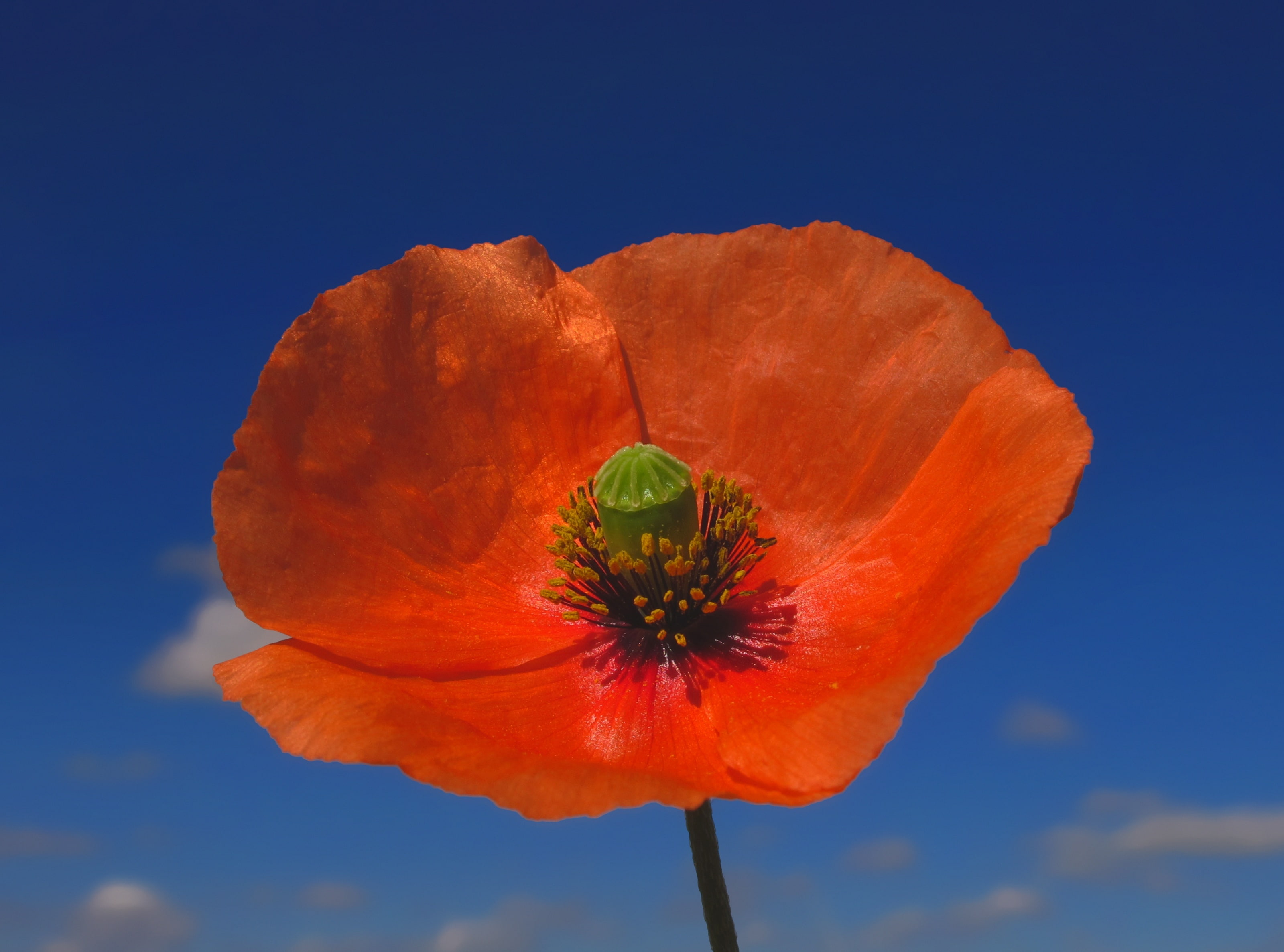 Poppy Against Blue Sky, Nature, Flowers, Macro, Blossoms, Poppies