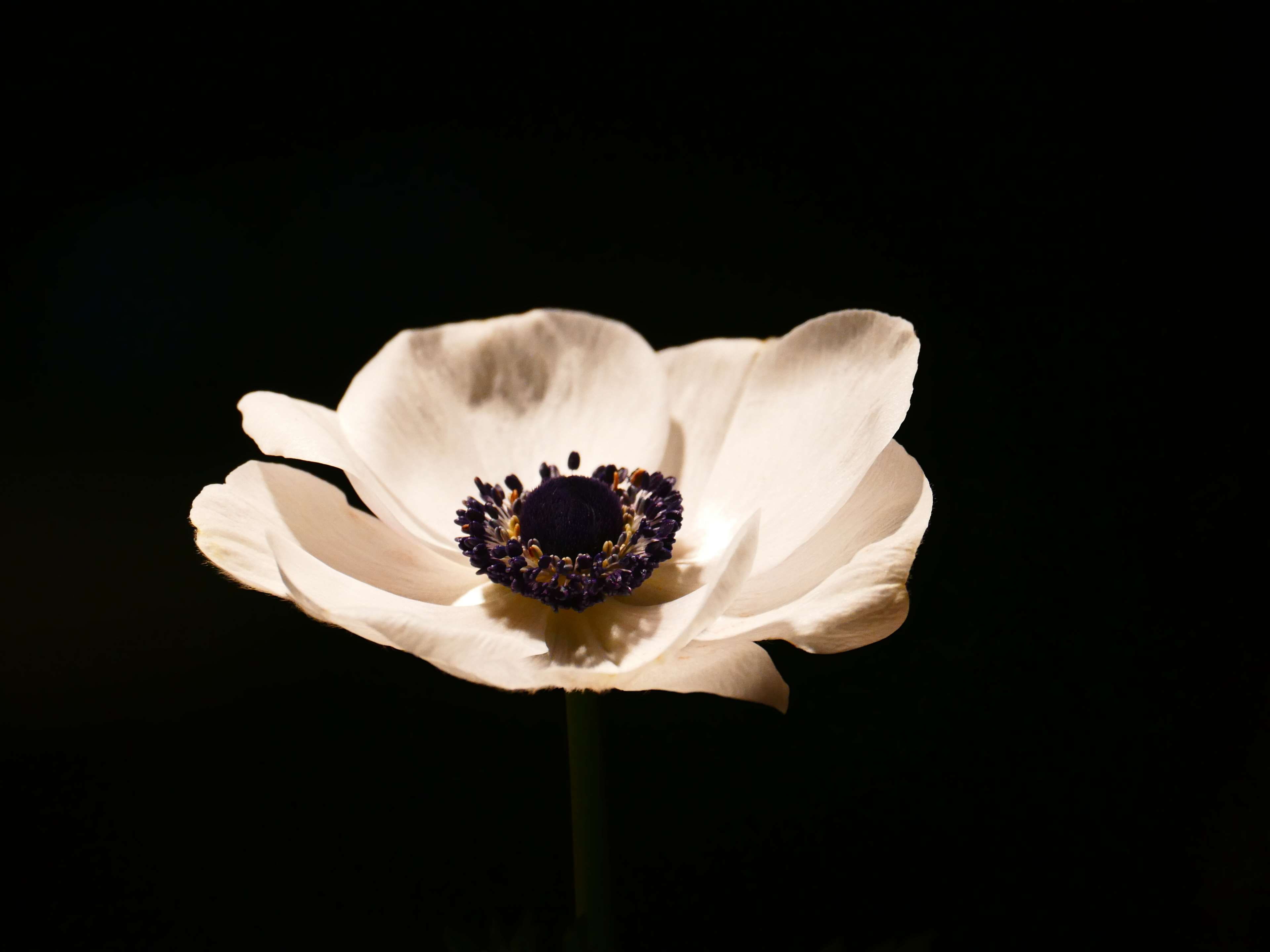 anemone, bloom, blossom, crown anemone, flower, white, flowering plant