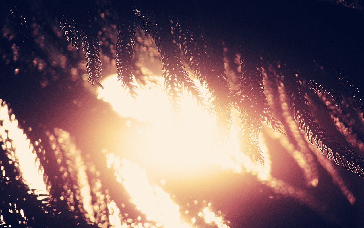sun, nature, sunlight, no people, tree, low angle view, sky