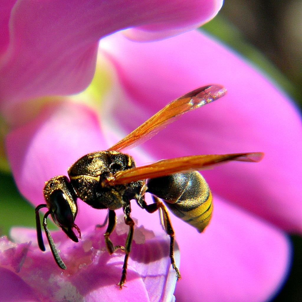yellow and black wasp on pink orchid, wasp, Keyhole, Pachodynerus