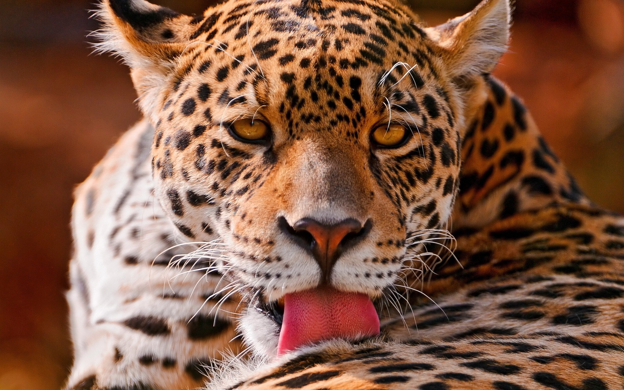 leopard