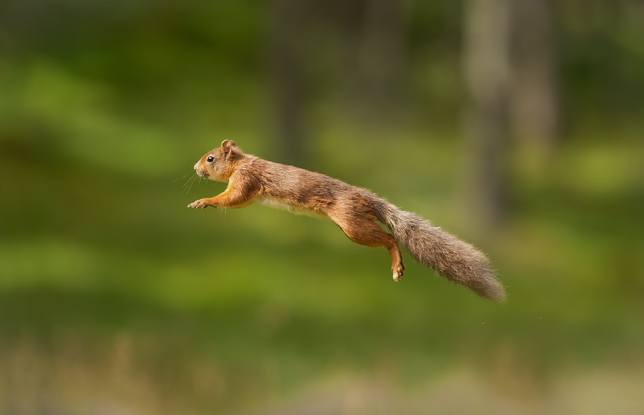 squirrel