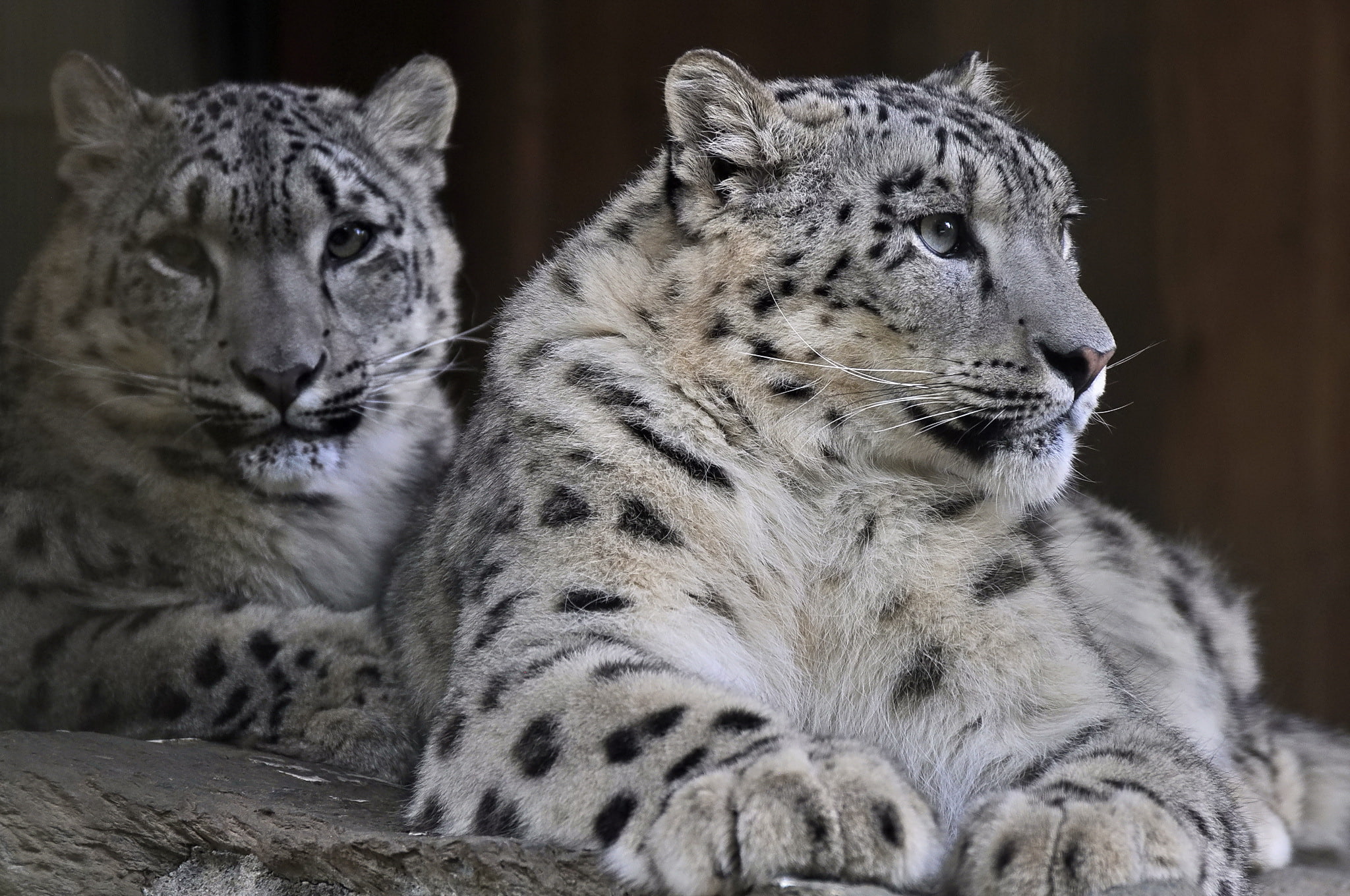 leopard, snow