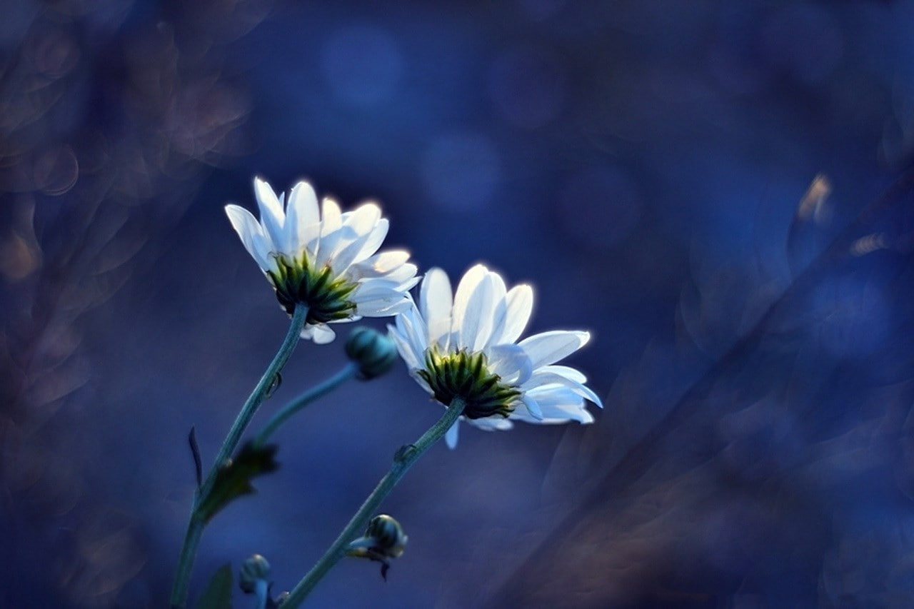 daisy