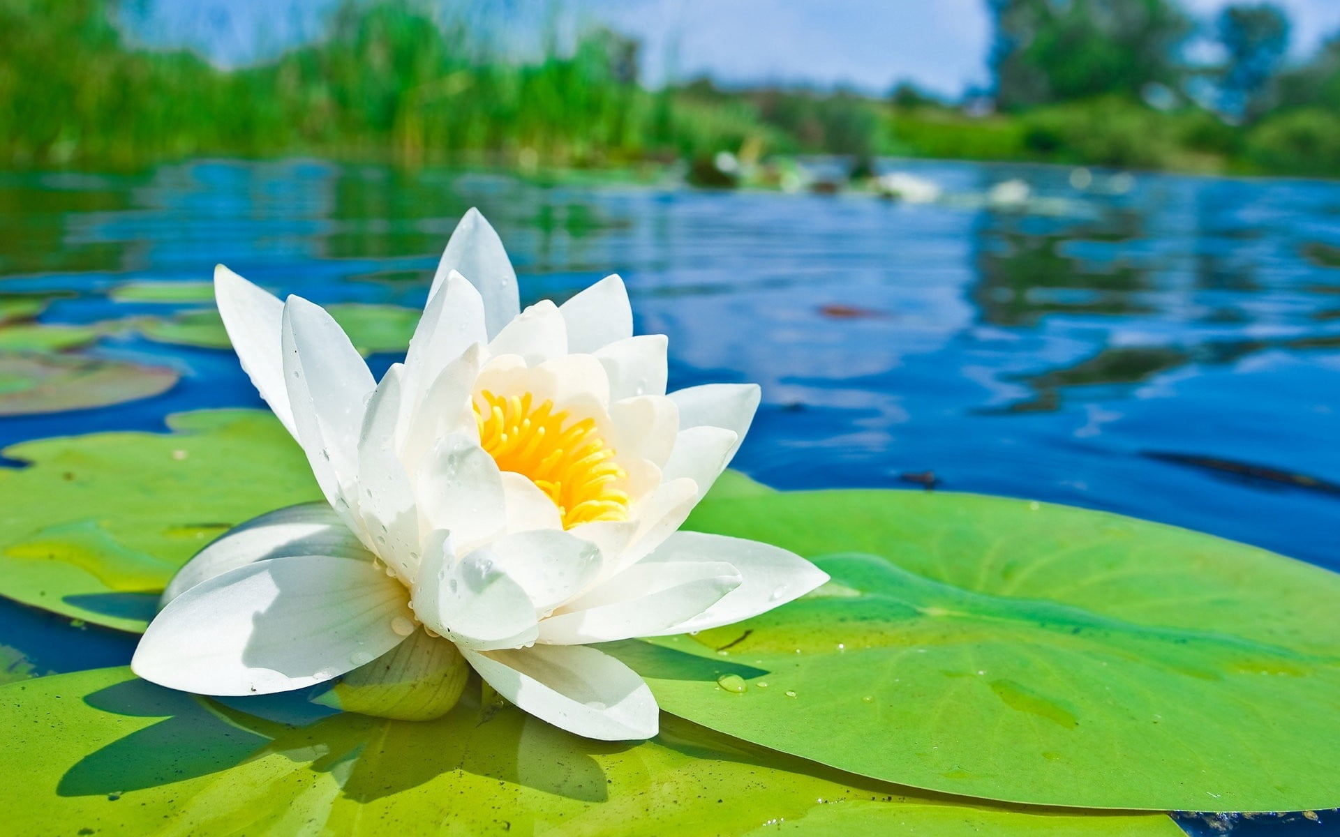 white lotus flower, lily, leaves, water, water Lily, nature, lotus Water Lily