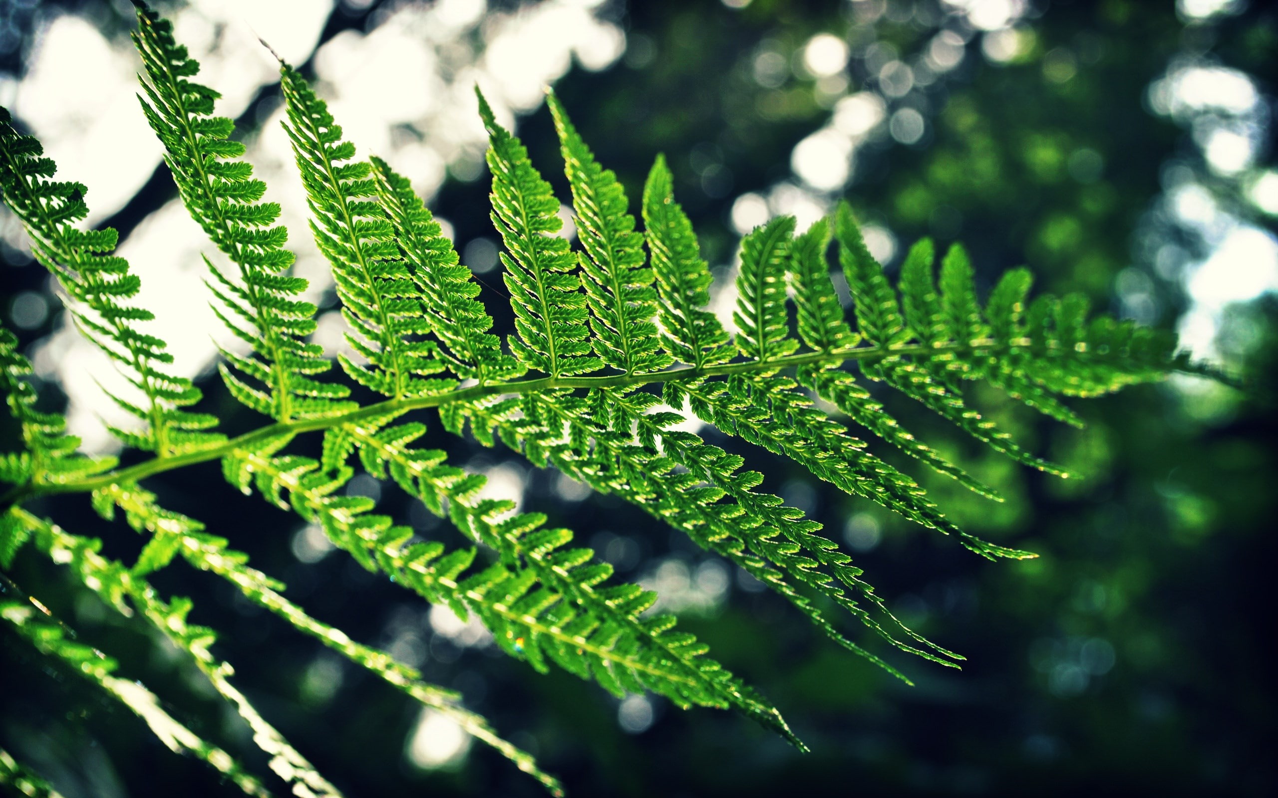fern