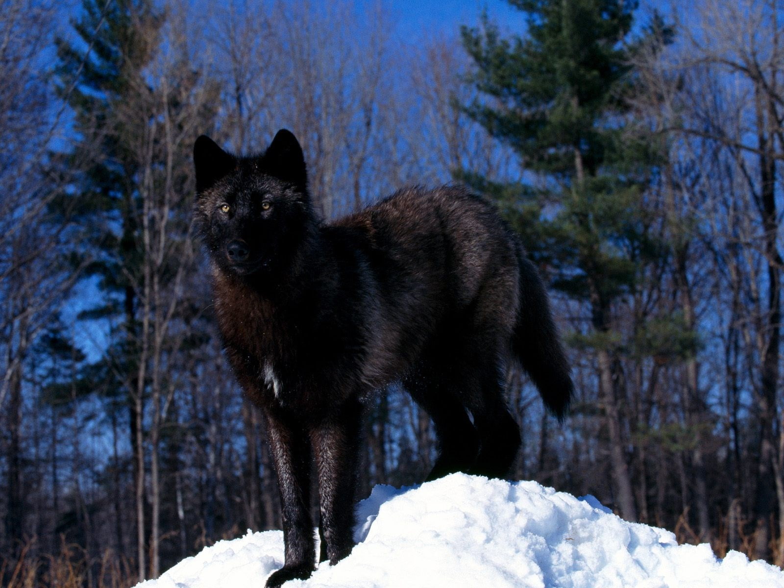 wolf