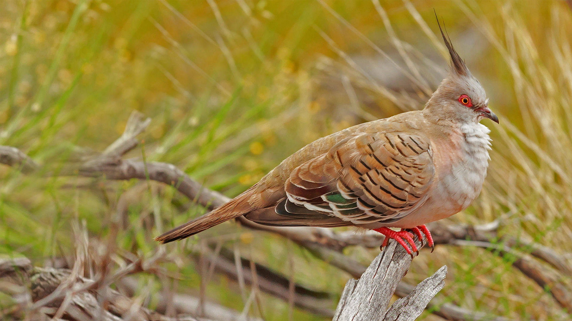 nature, bird, Australia, Uluru-Kata Tjuta National Park, crested pigeon
