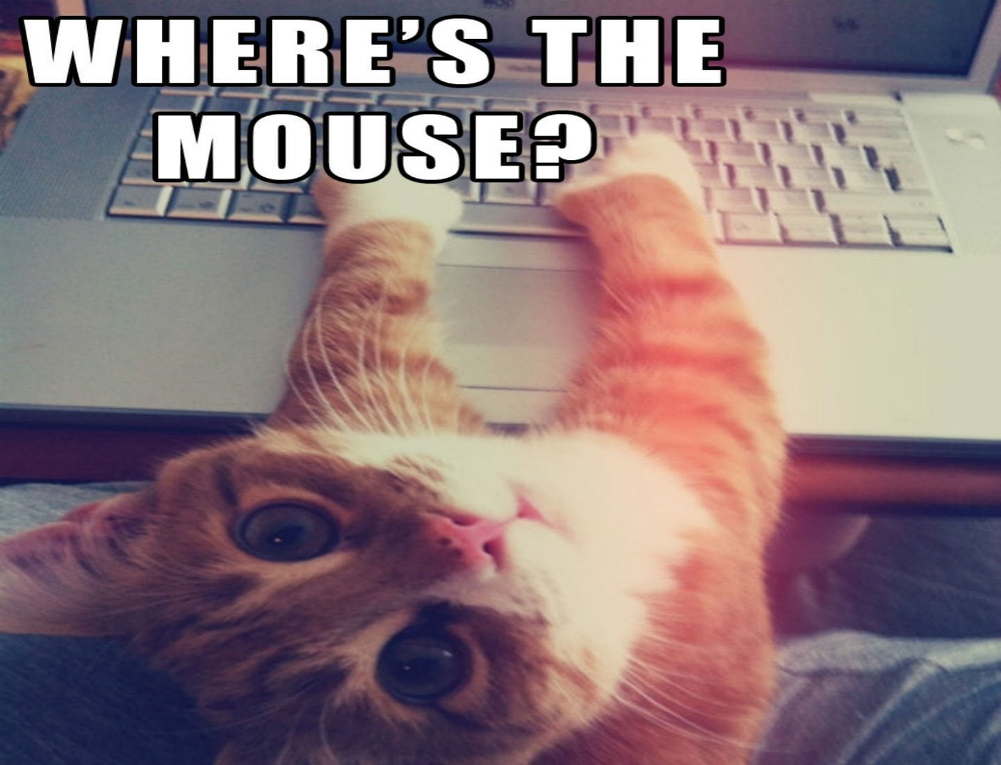 cat, computer, funny, grumpy, humor, meme, quote