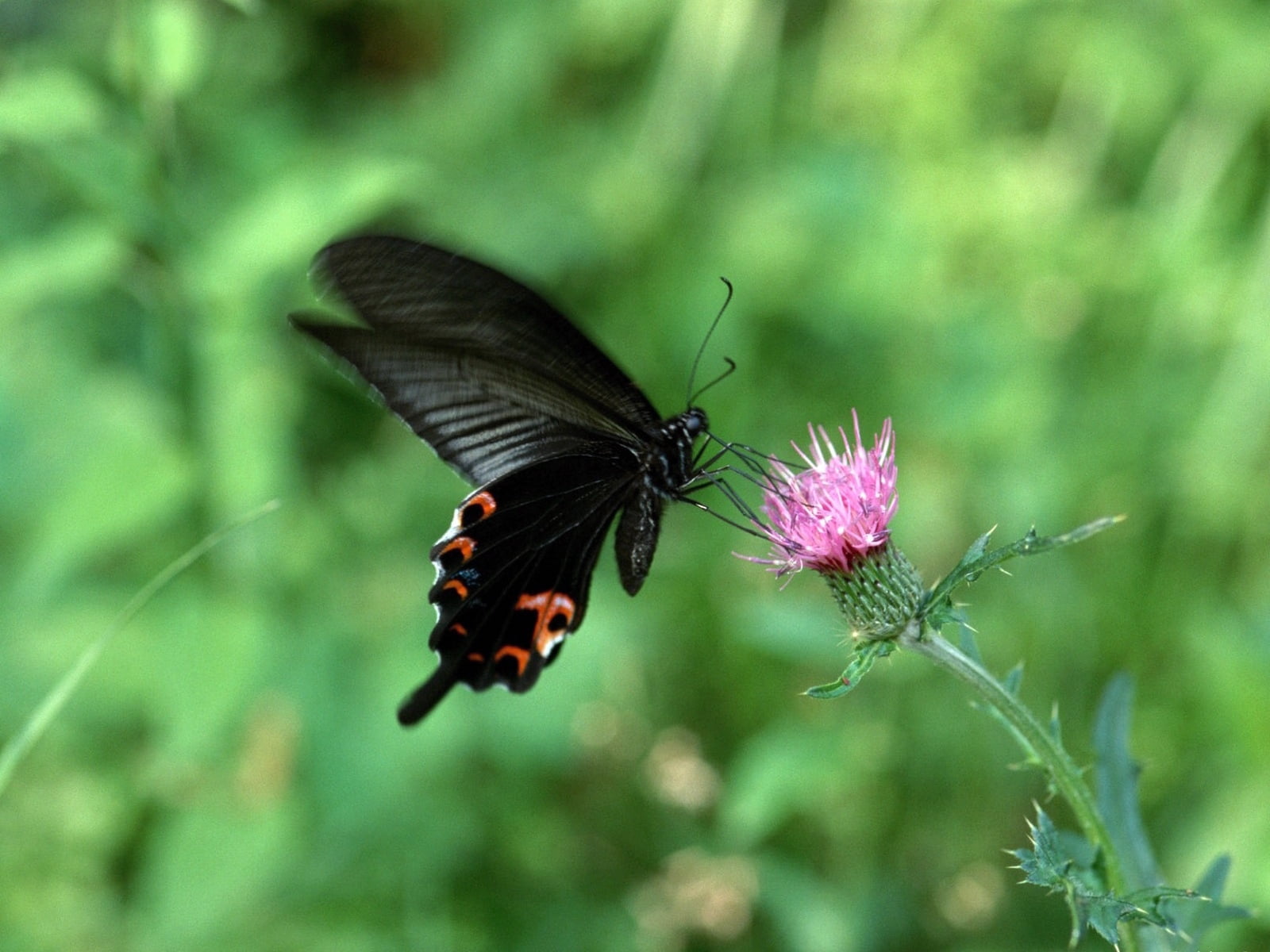 male great mormon butterfly, flower, swing, insect, nature, butterfly - Insect