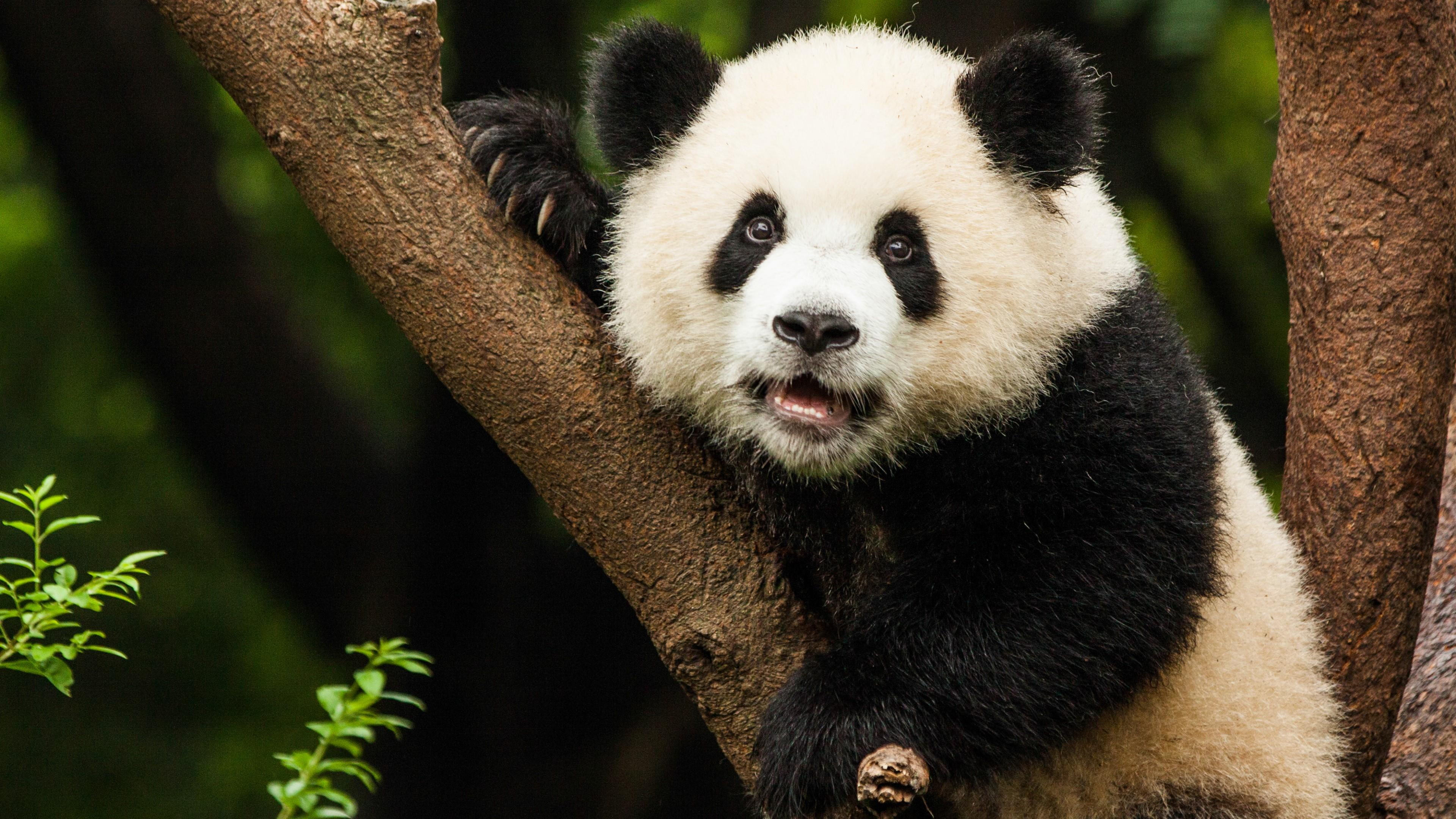 panda bear, giant panda, terrestrial animal, wildlife, wild animal