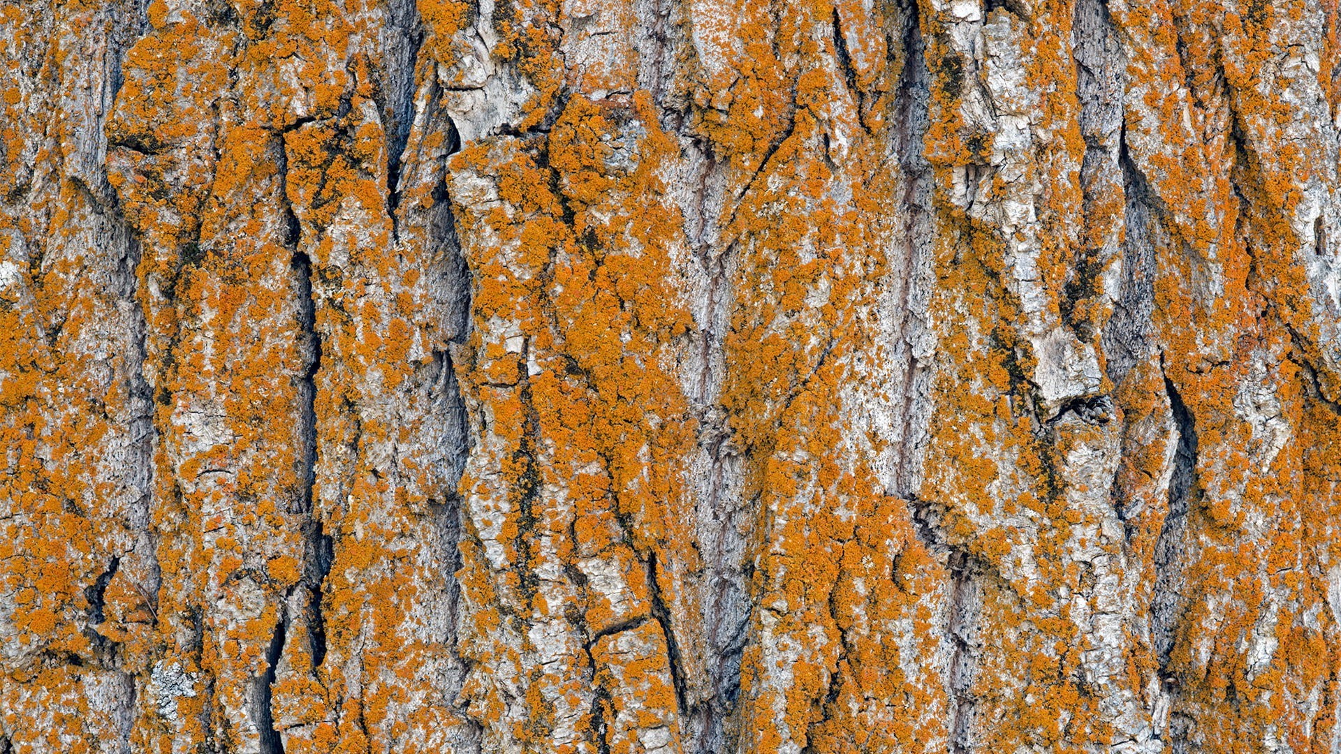 Bark, nature, pattern, Texture, Trees, wood, Wooden Surface