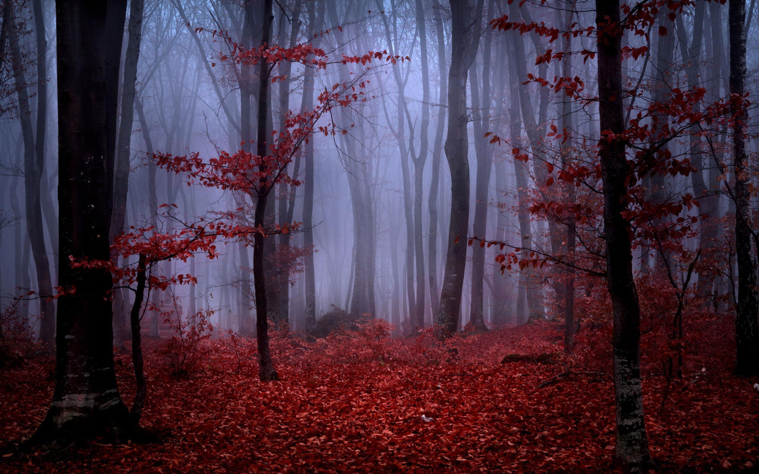 Red autumn foliage in foggy forest, brown trees and red leaves