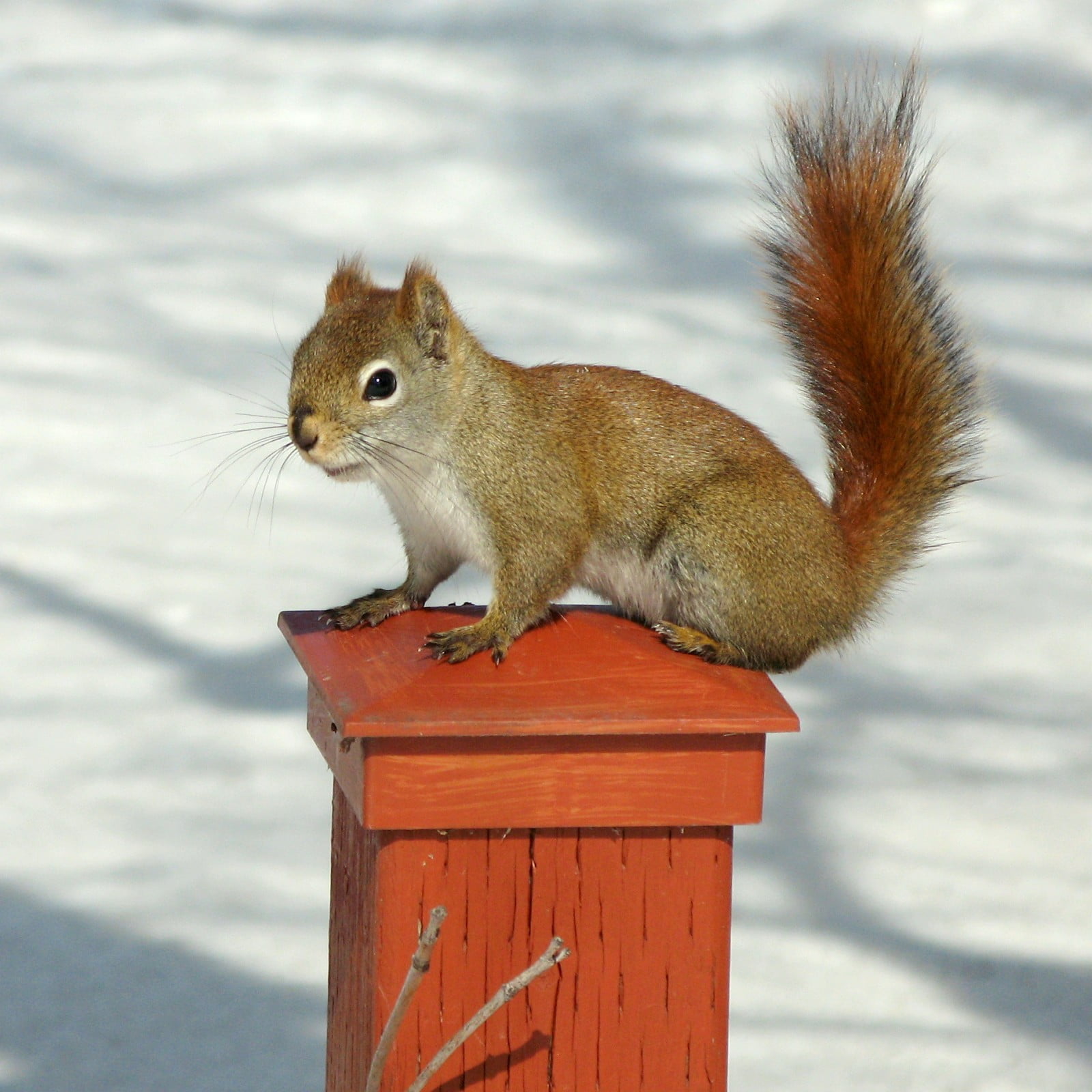 squirrel on wooden column, red squirrel, red squirrel, animal