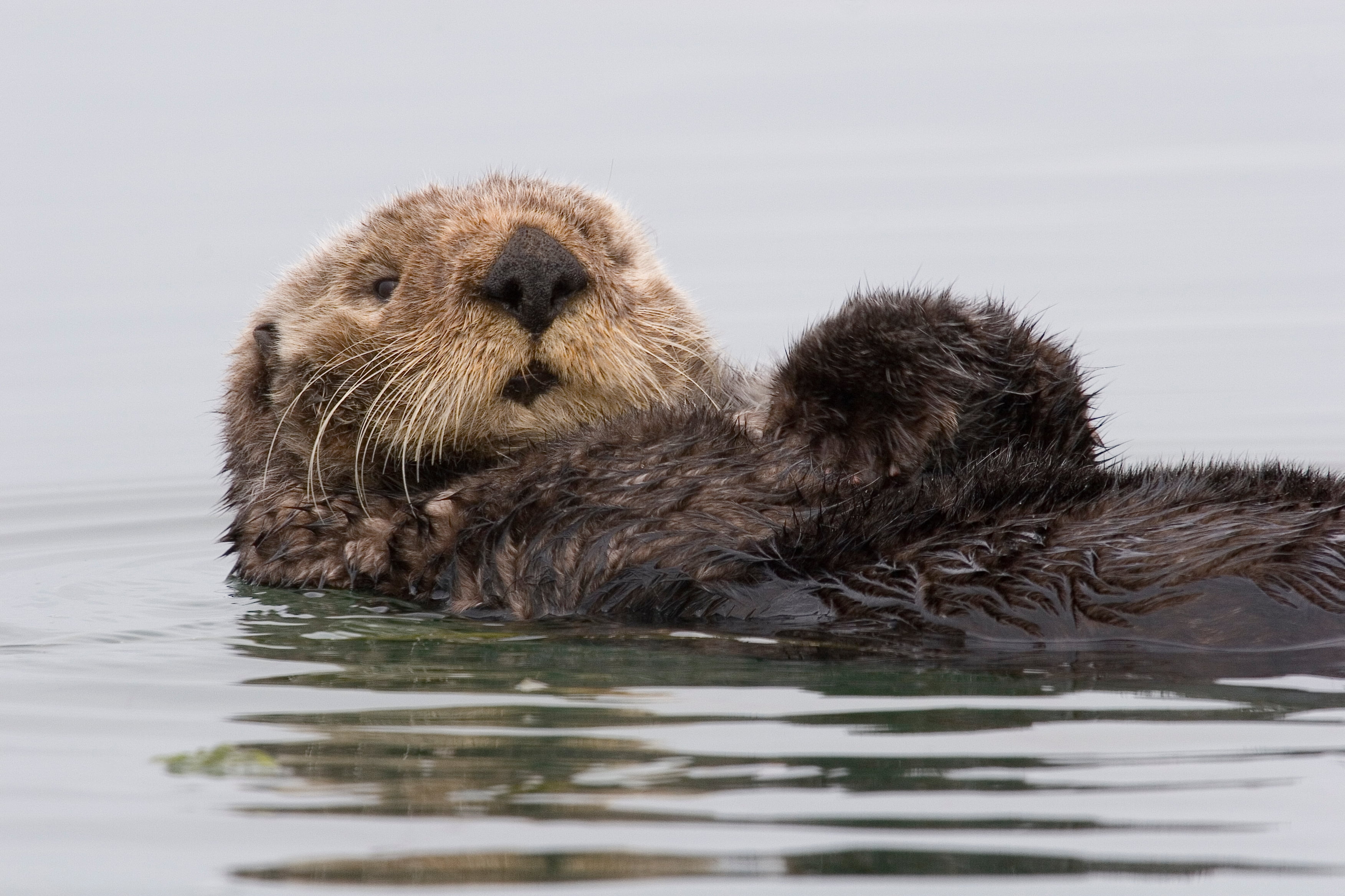 brown sealion, otter, wet, swim, dirty, animal, mammal, nature