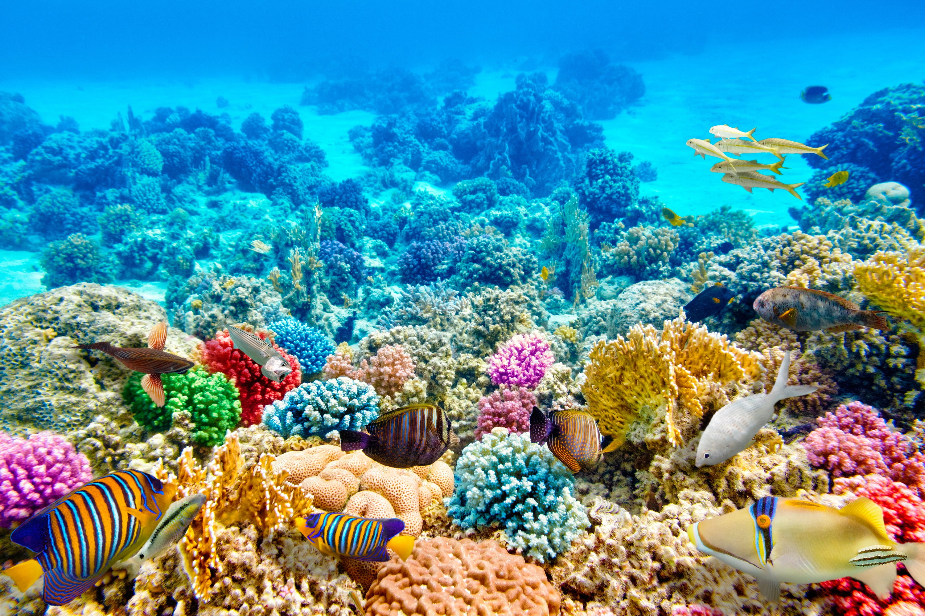 fish, blue, the bottom, corals, underwater world