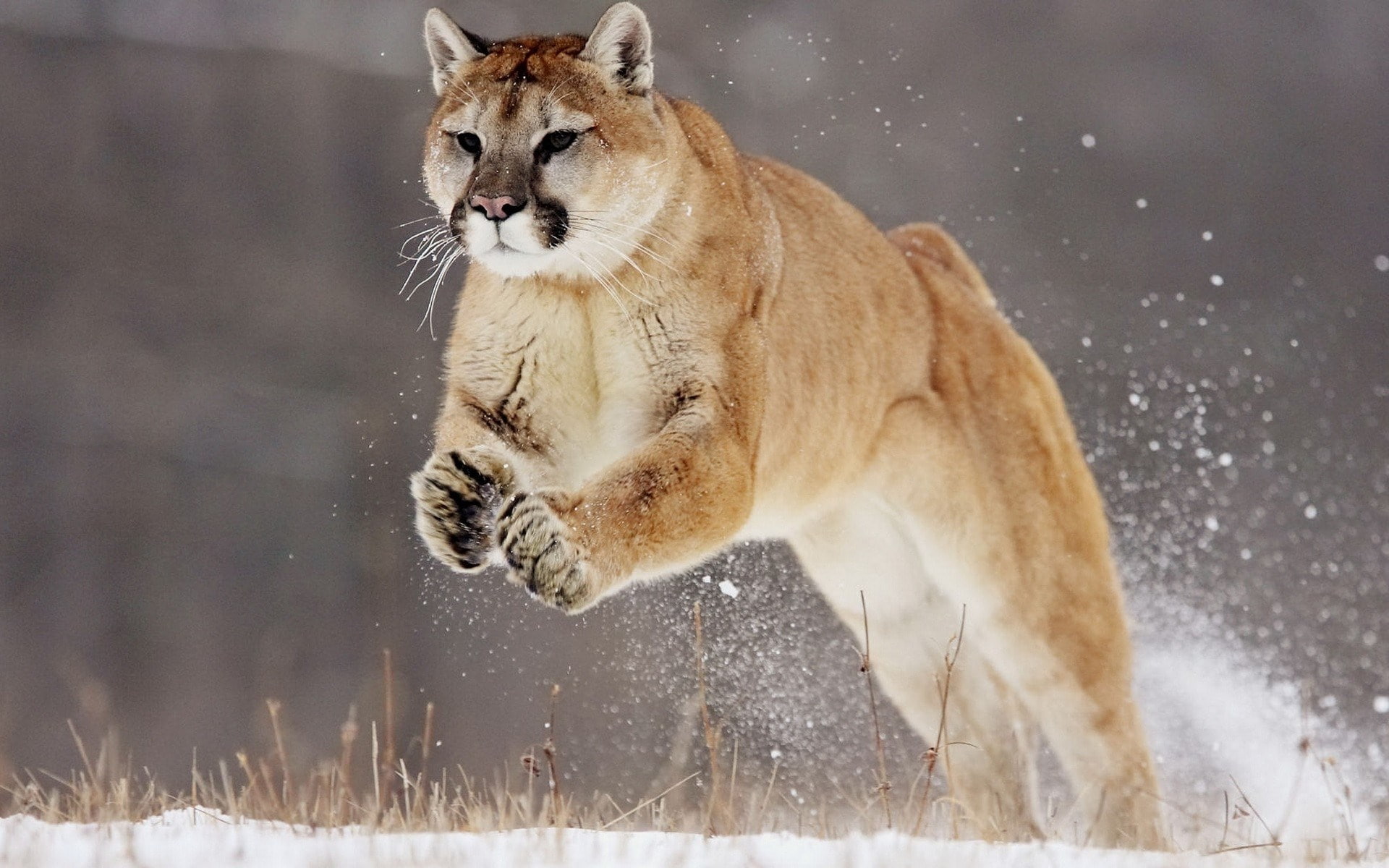 cougar