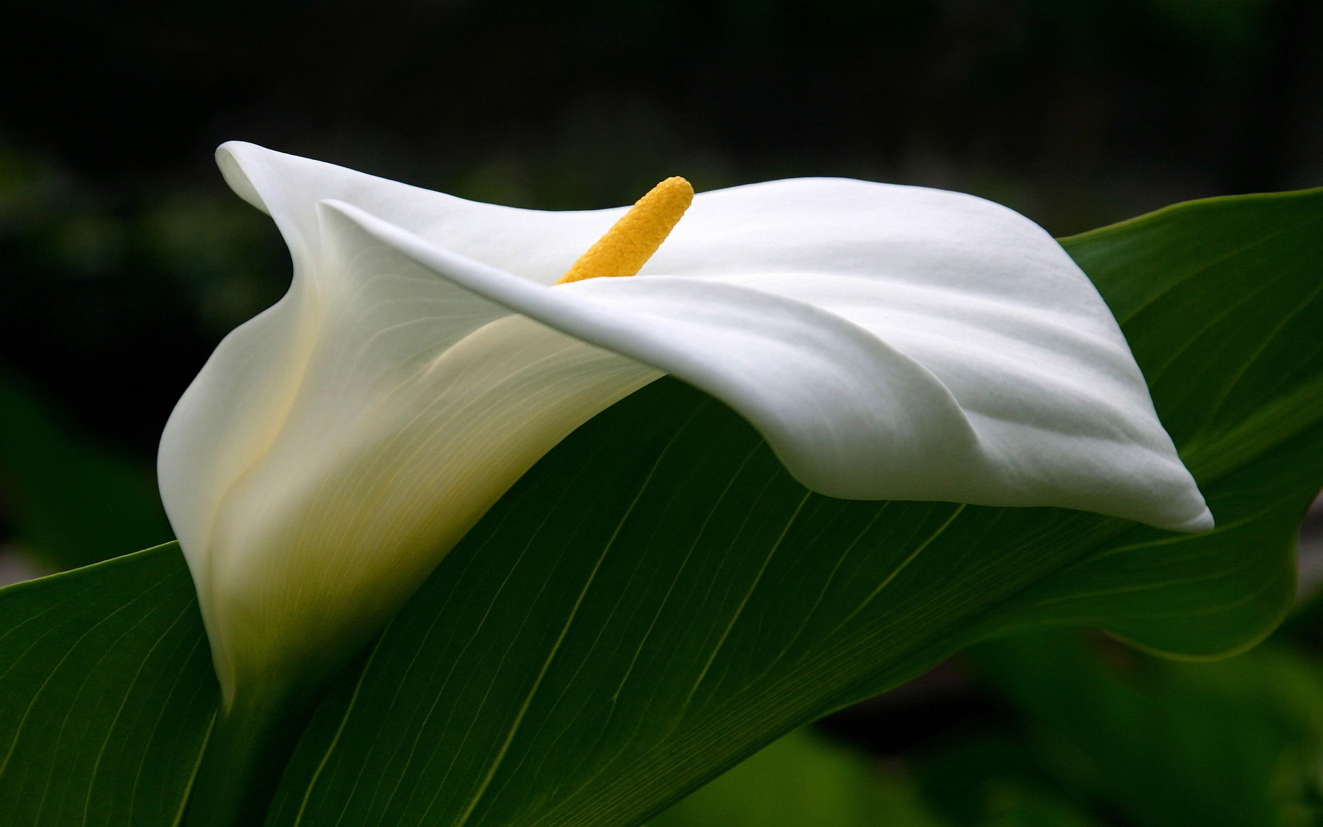 white Calla Lily-HD Photo Wallpapers, white and green flower plant