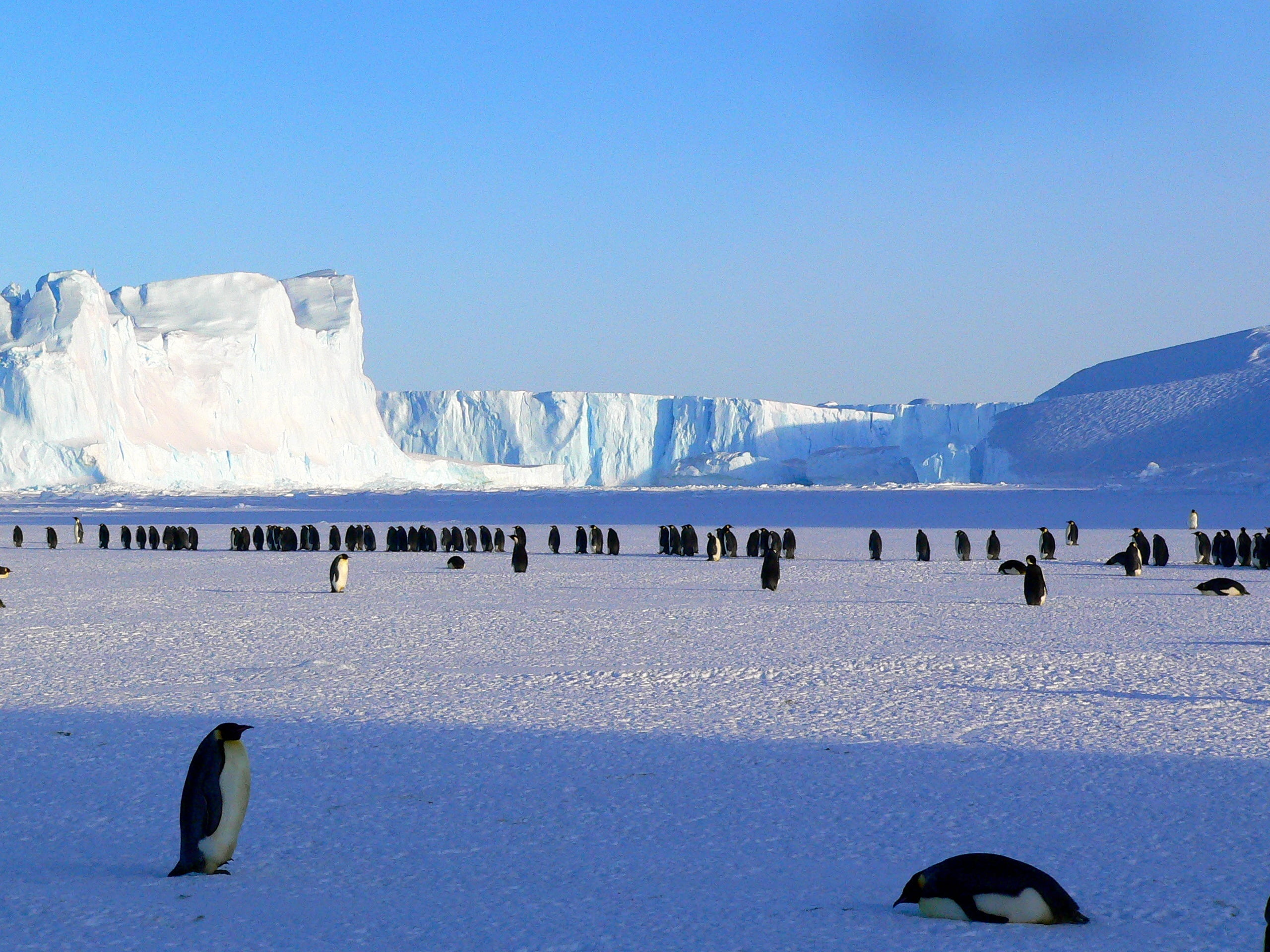 black-and-white penguins, antarctica, snow, ice floe, winter