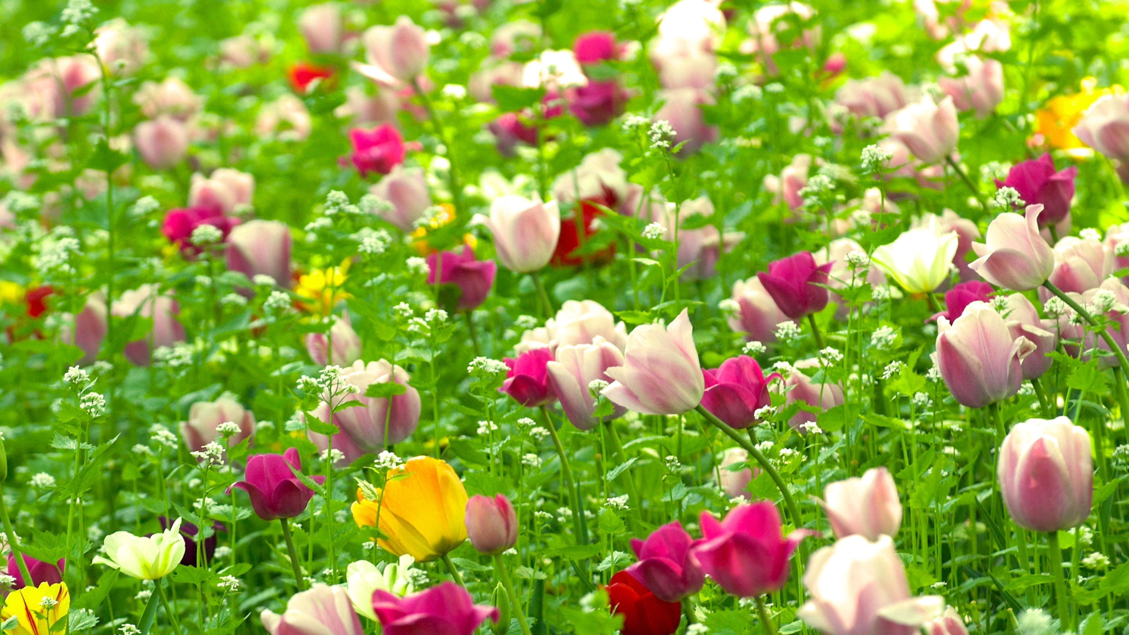 Tulips Flowers With Red White Yellow And Pink Field Green Grass Nature Spring Wallpaper Hd 3840×2160
