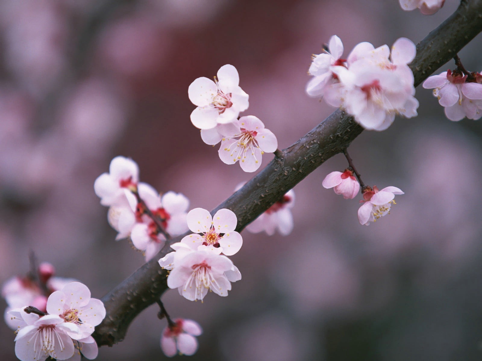 white flowers, sakura, branch, close-up, nature, pink Color, springtime