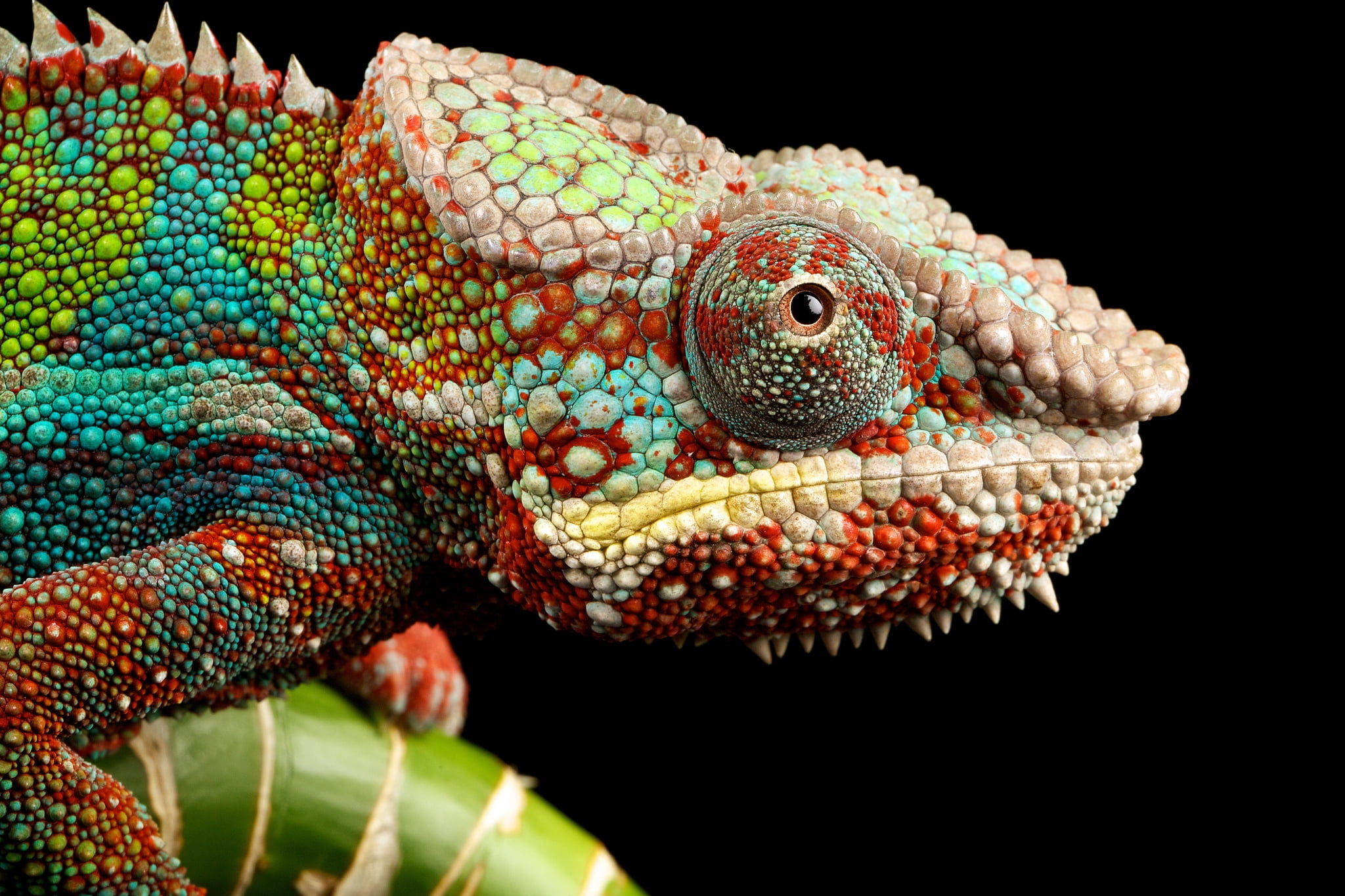 multicolored bearded dragon, reptile, look, chameleon, animal