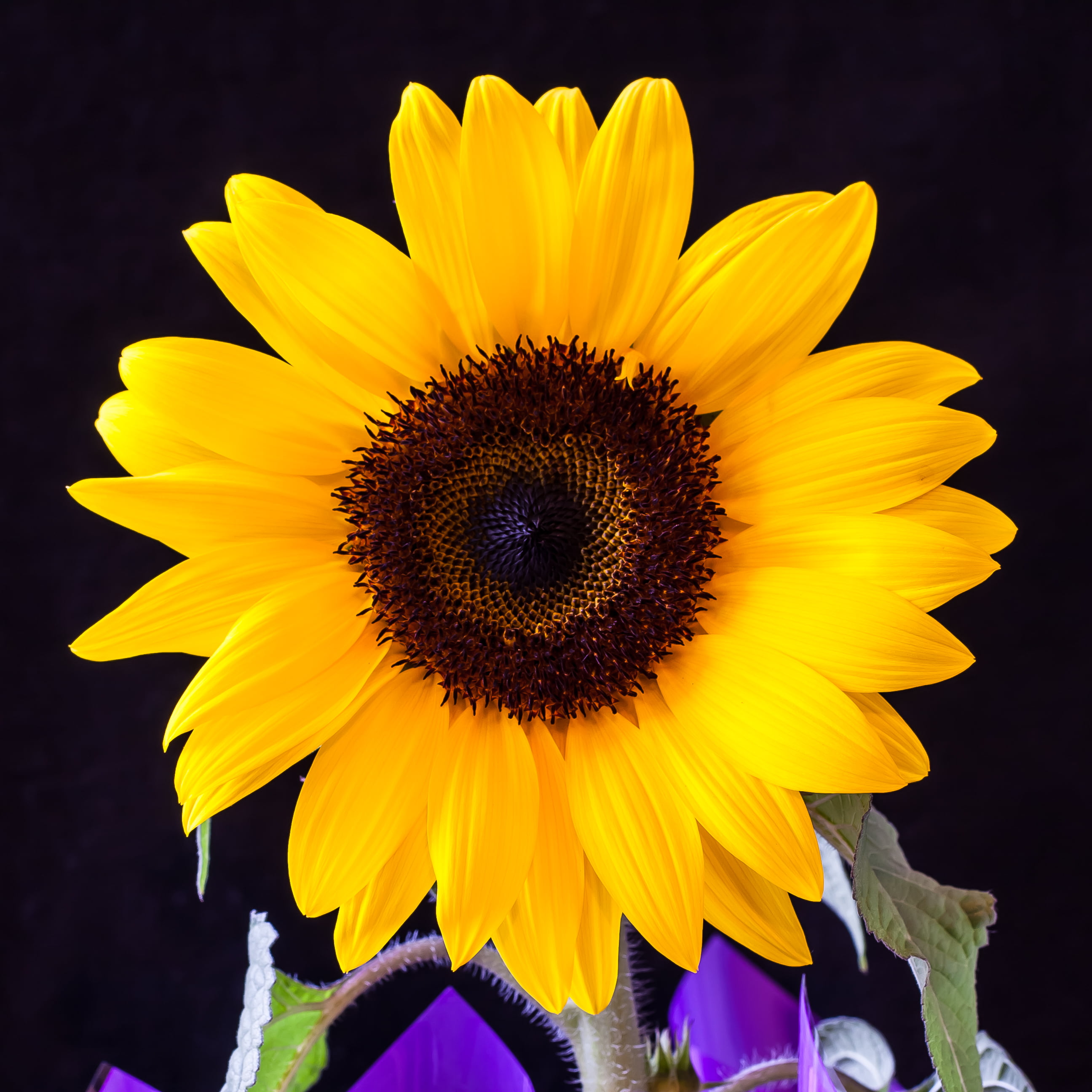 Sunflower photography, Canon XTi, EF, f/2.8, Macro, USM, flor