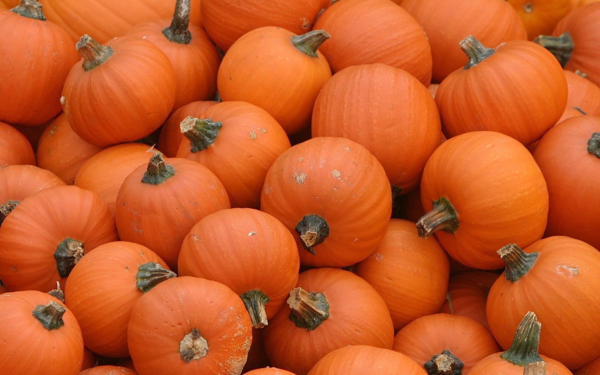 orange pumpkin lot, pumpkins, background, crop, vegetable, autumn