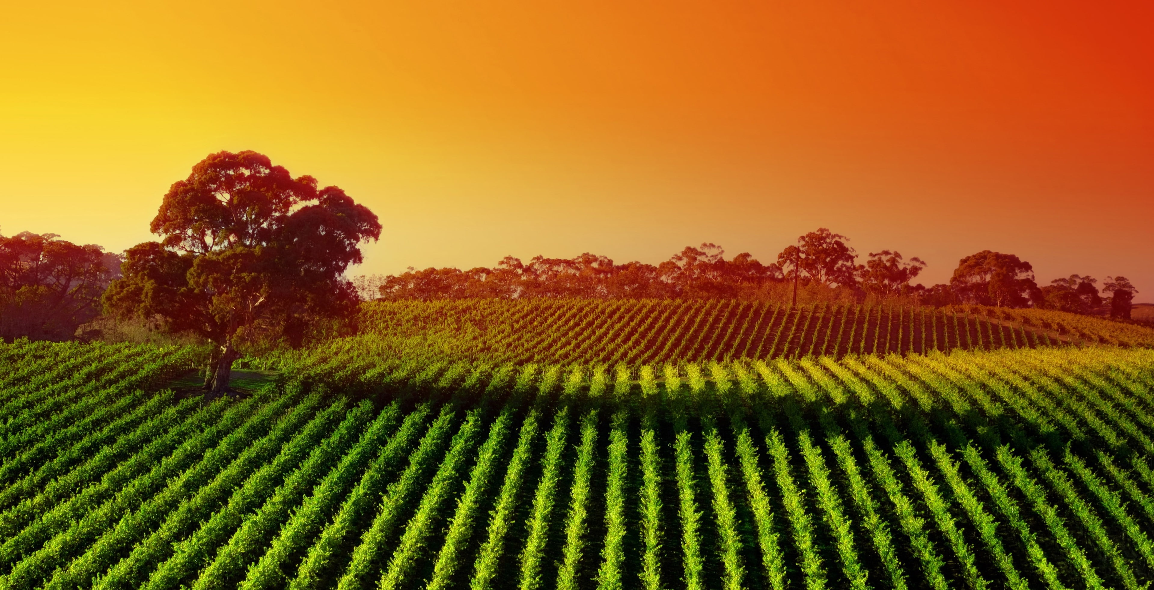 vineyard 4k cool image, field, rural scene, land, landscape