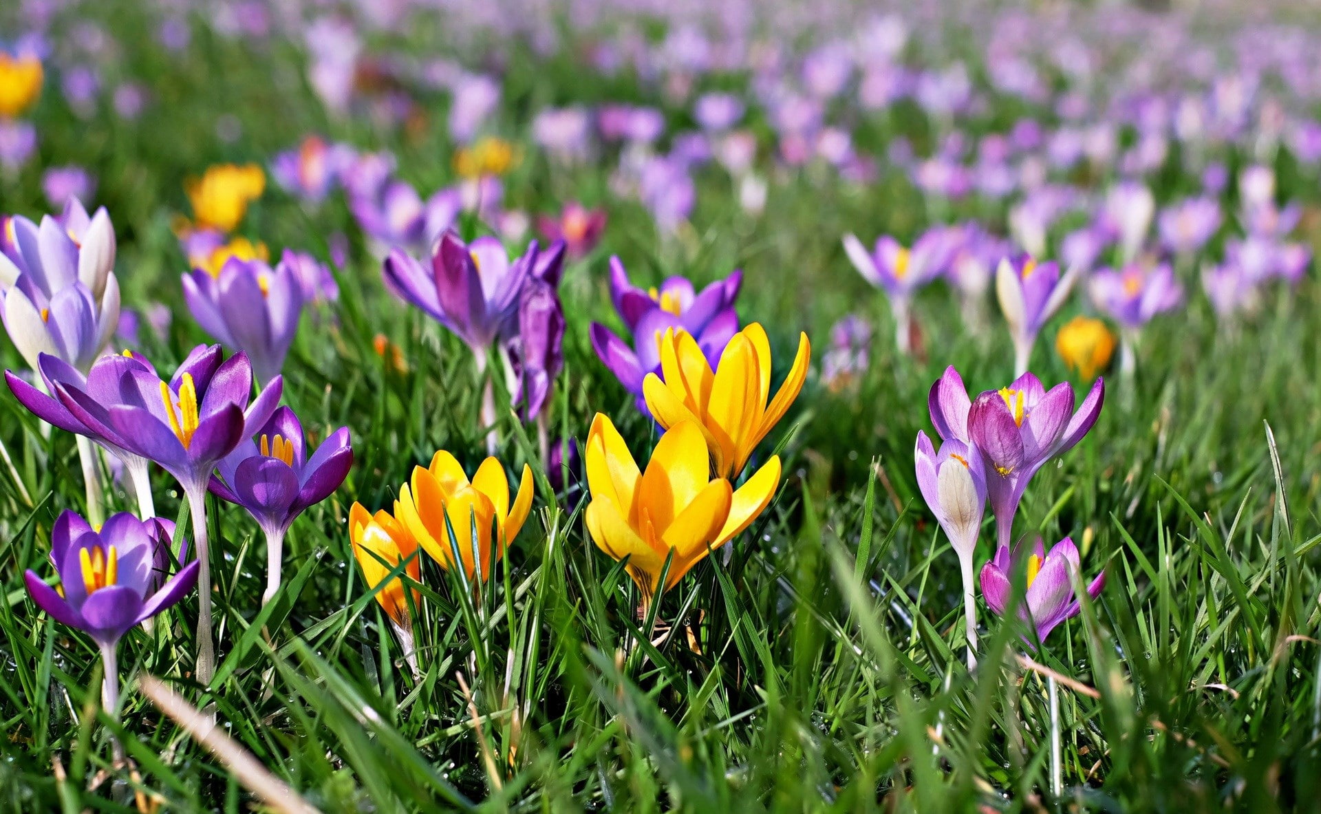 crocus