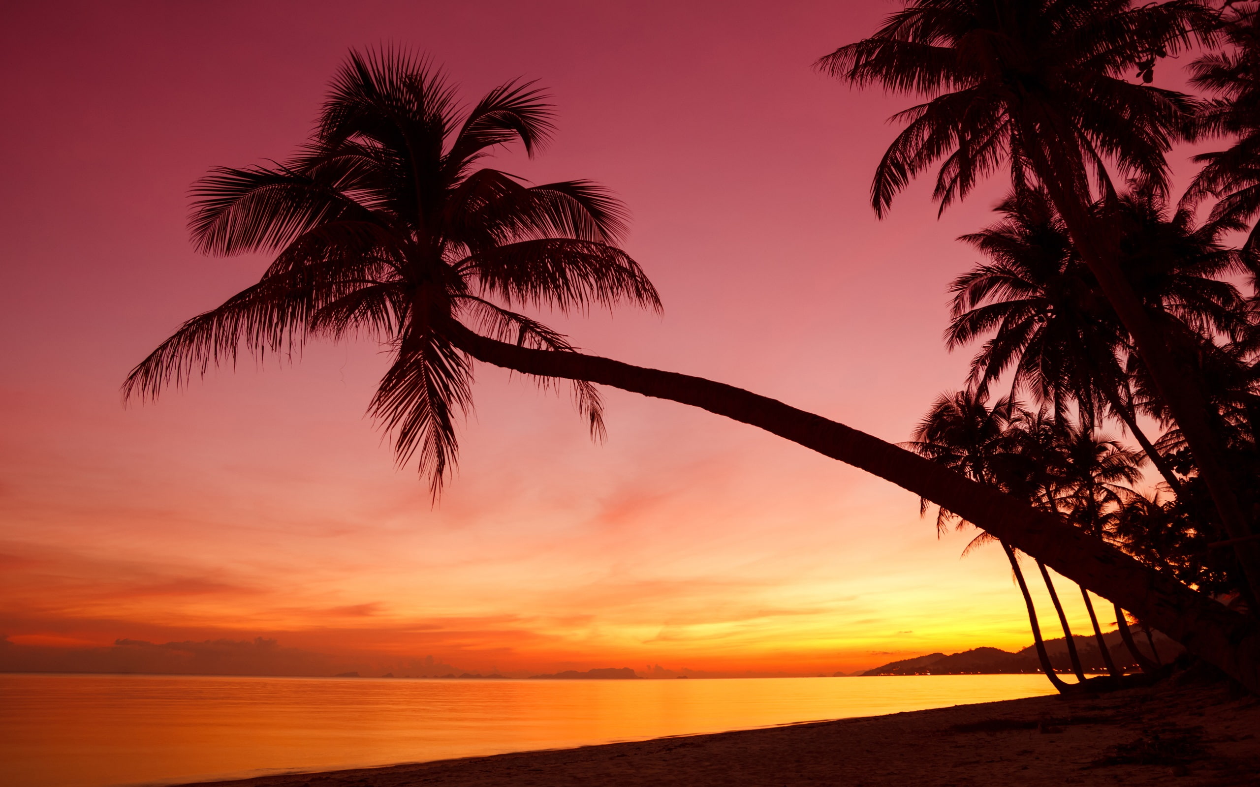 Tropical, sunset, palm trees, silhouette, beach, sea