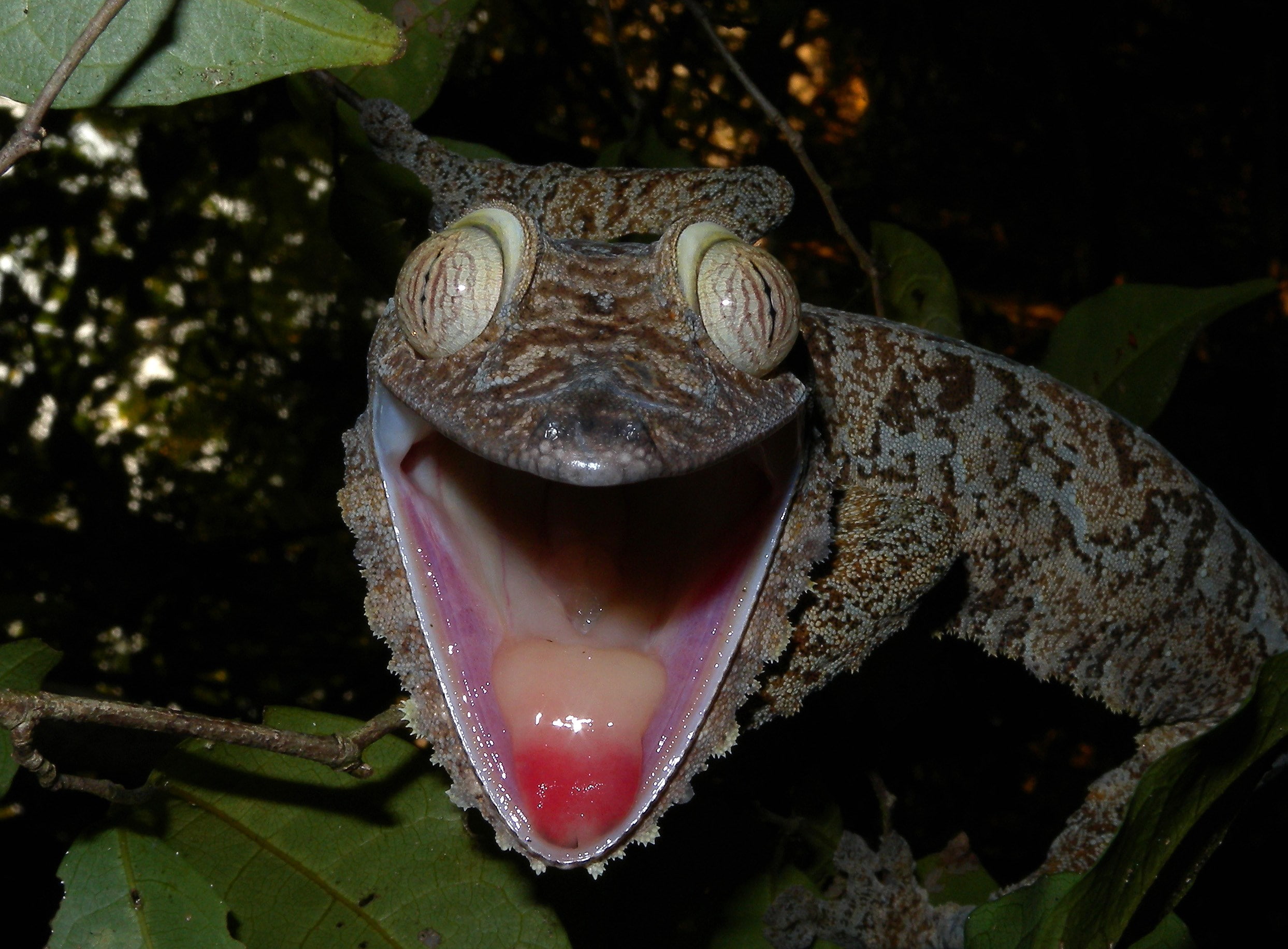 gecko