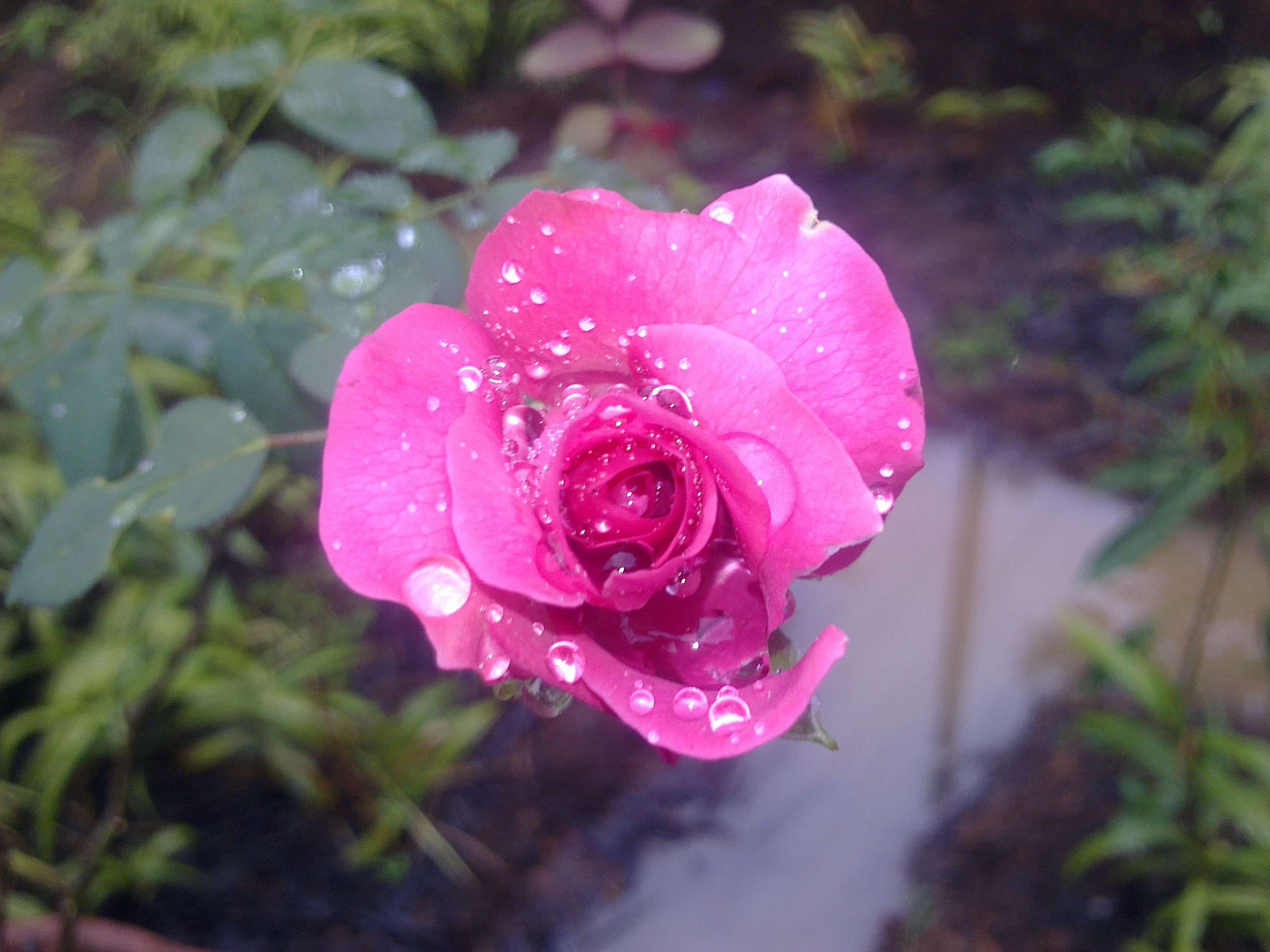 amazing, pink, rose