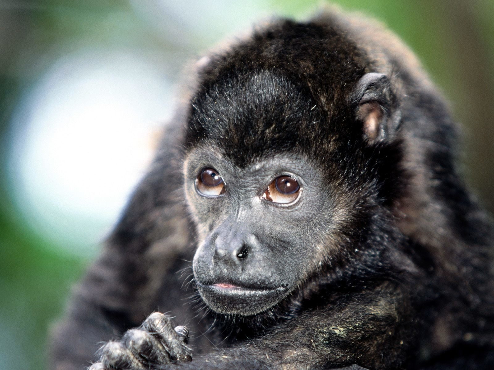 Monkeys