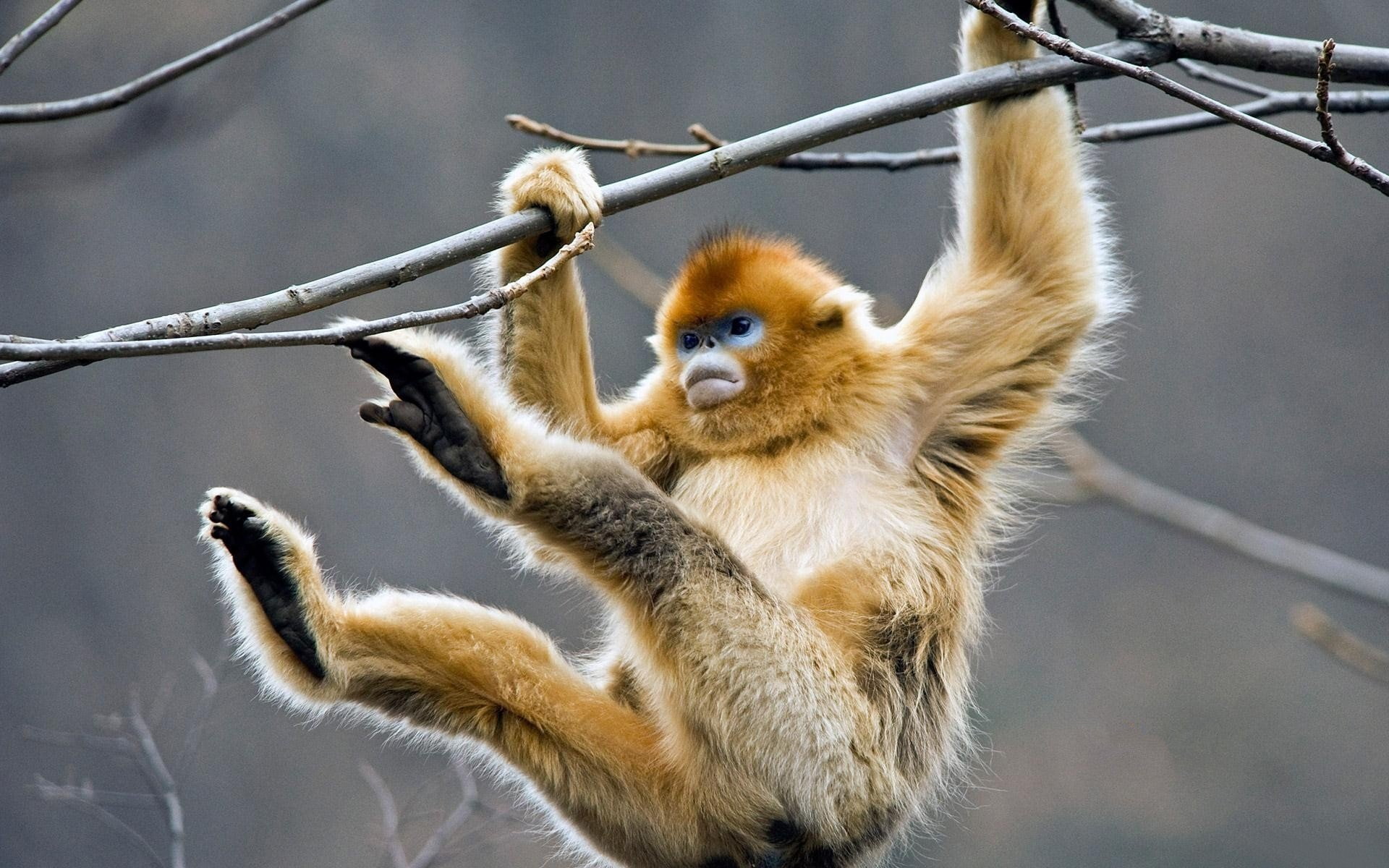 Monkeys, Golden snub-nosed monkey