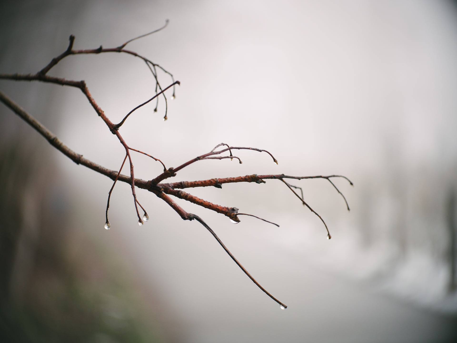 selective focus photo of tree branch, Grey day, Anastigmat, G3