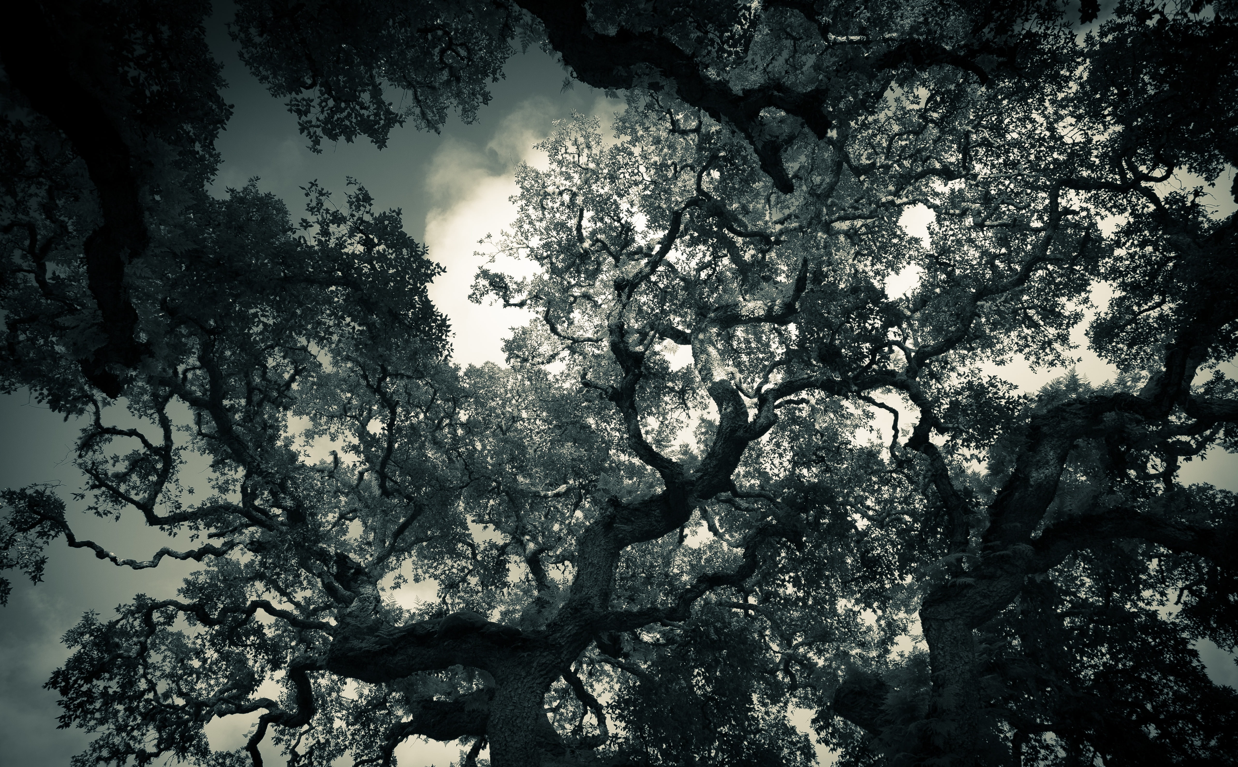 Oak Tree Branches HD Wallpaper, gray stone, Black and White, Dark
