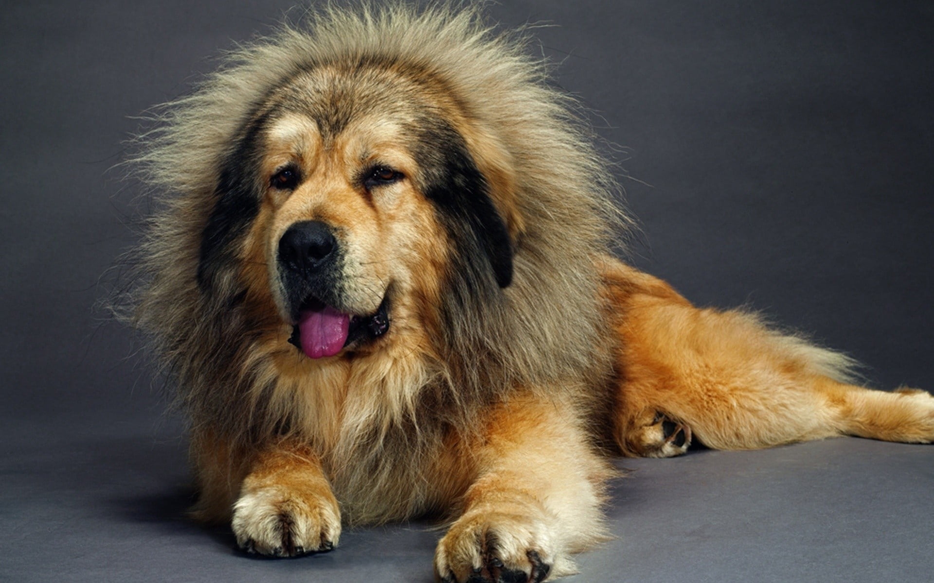 adult tan and black Tibetan mastiff, dog, muzzle, fur, furry