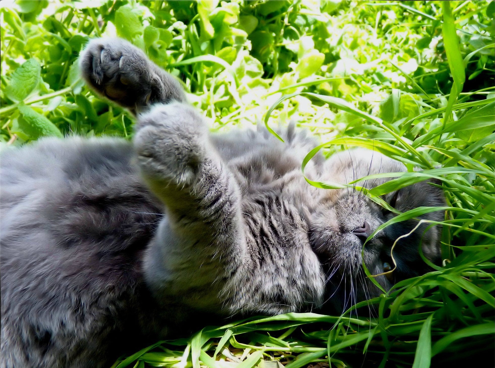 in the grass, basking, lying on her back, grey cat