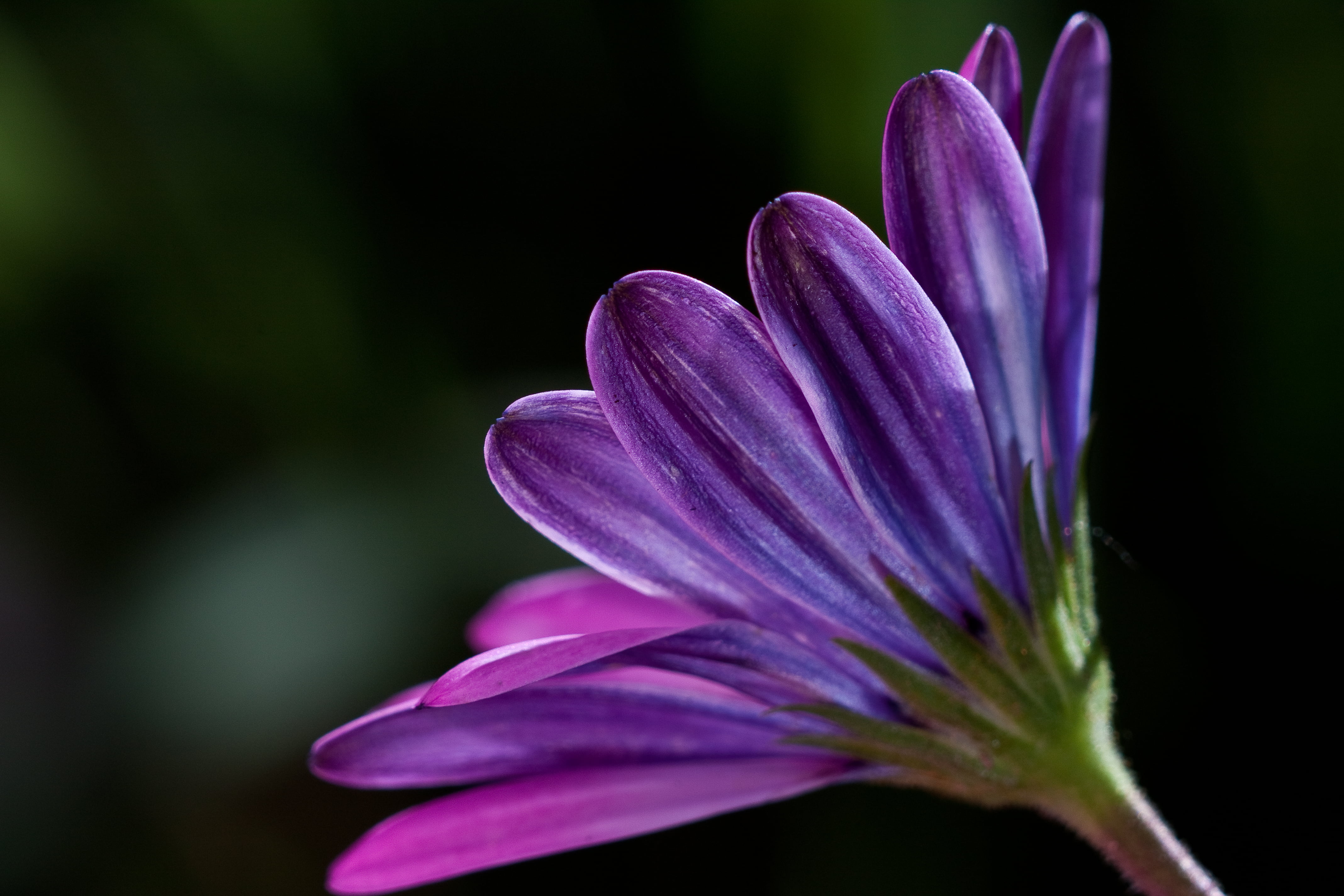 selective focus photography of purple Osteospermum flower, plant, plant