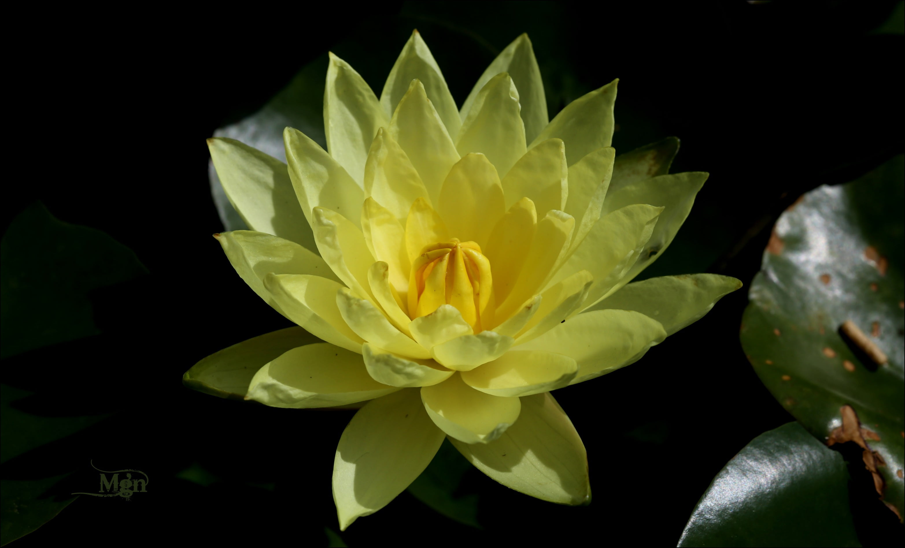 close-up photography of yellow petaled flower, flower, Lotus flower