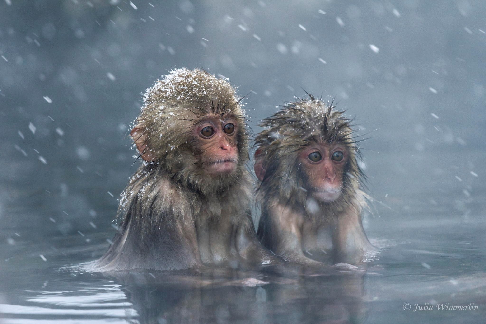 japanese macaque
