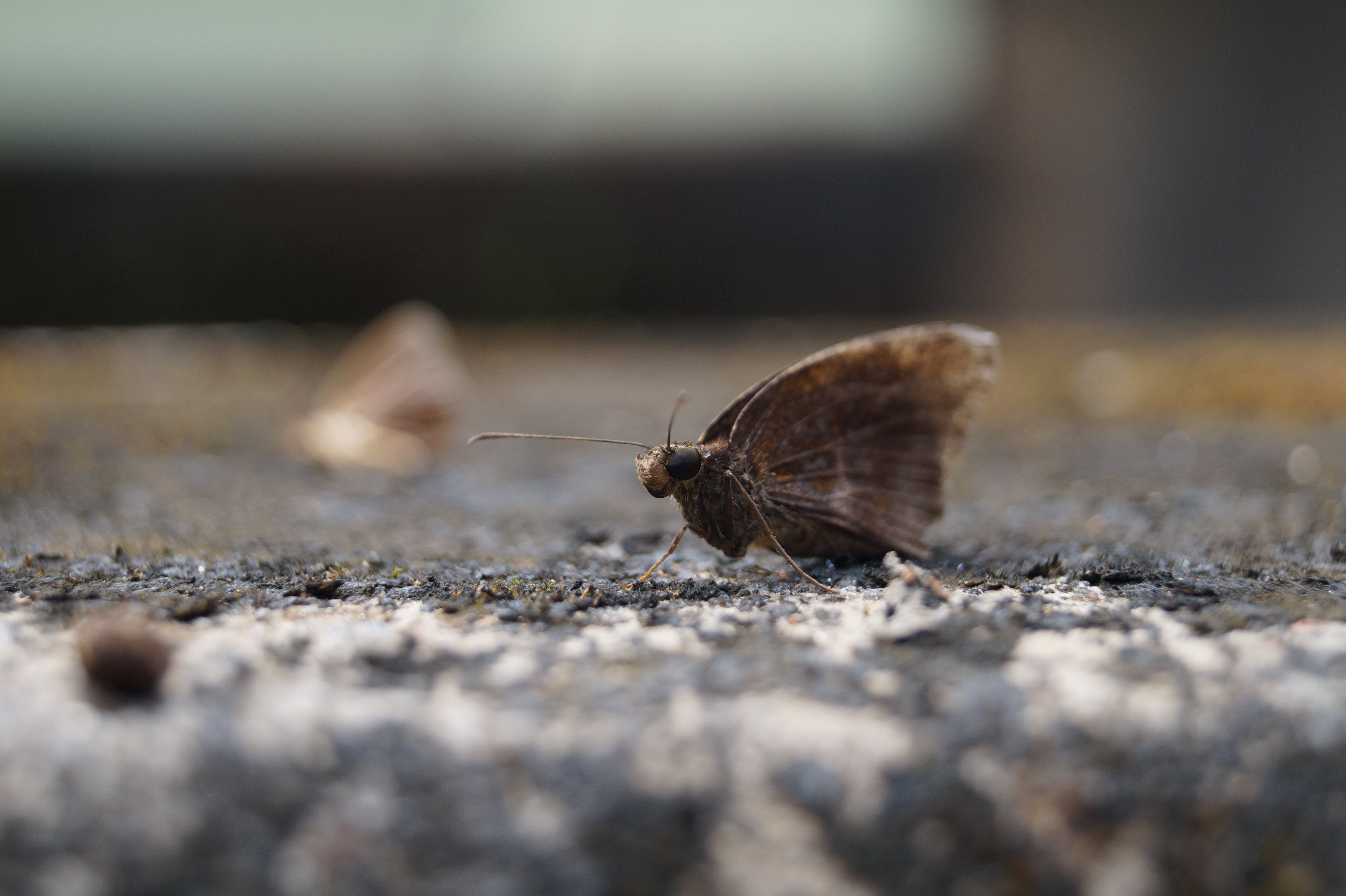 moth, nature, one animal, animal themes, insect, invertebrate