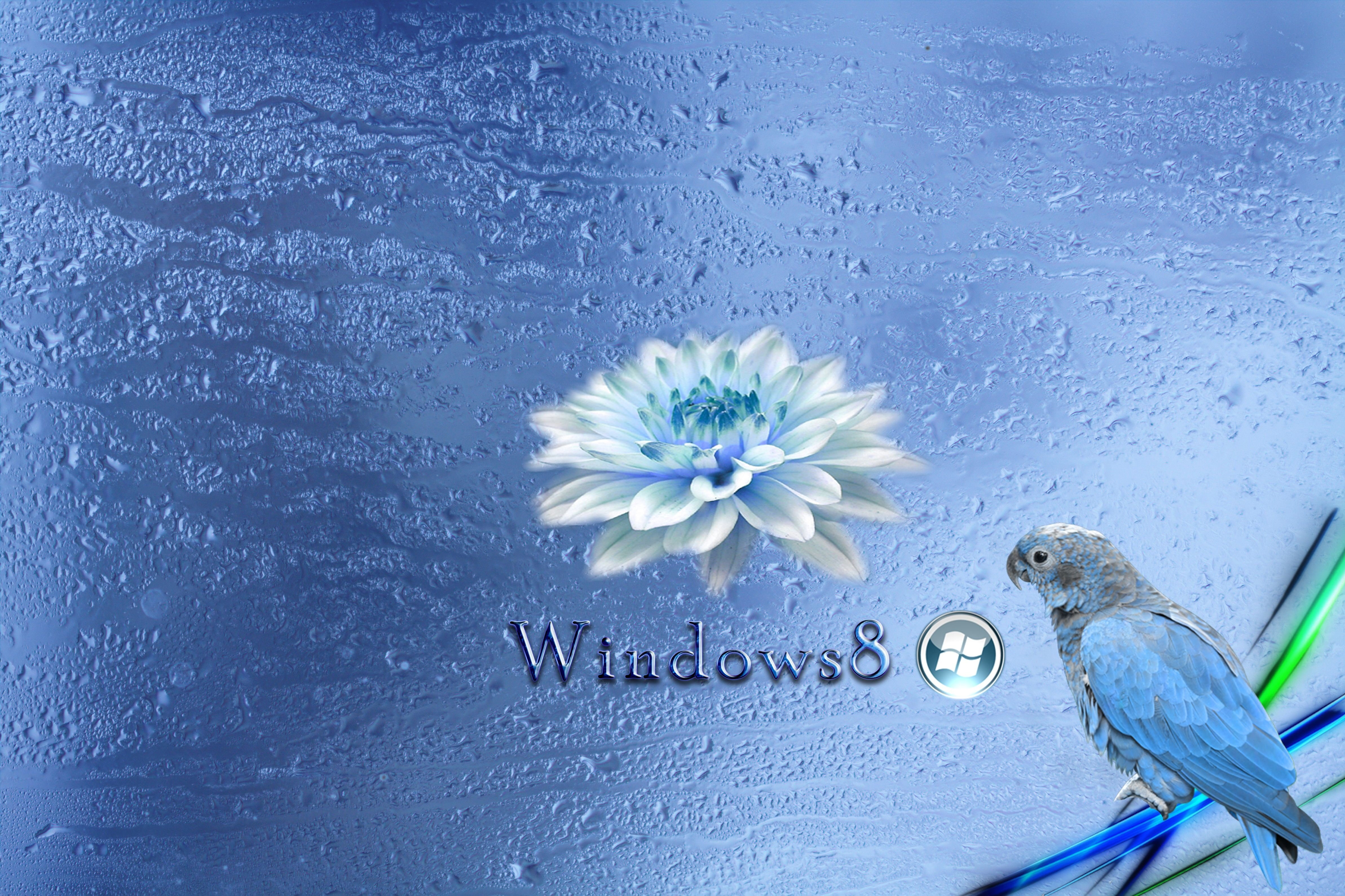 computer, windows