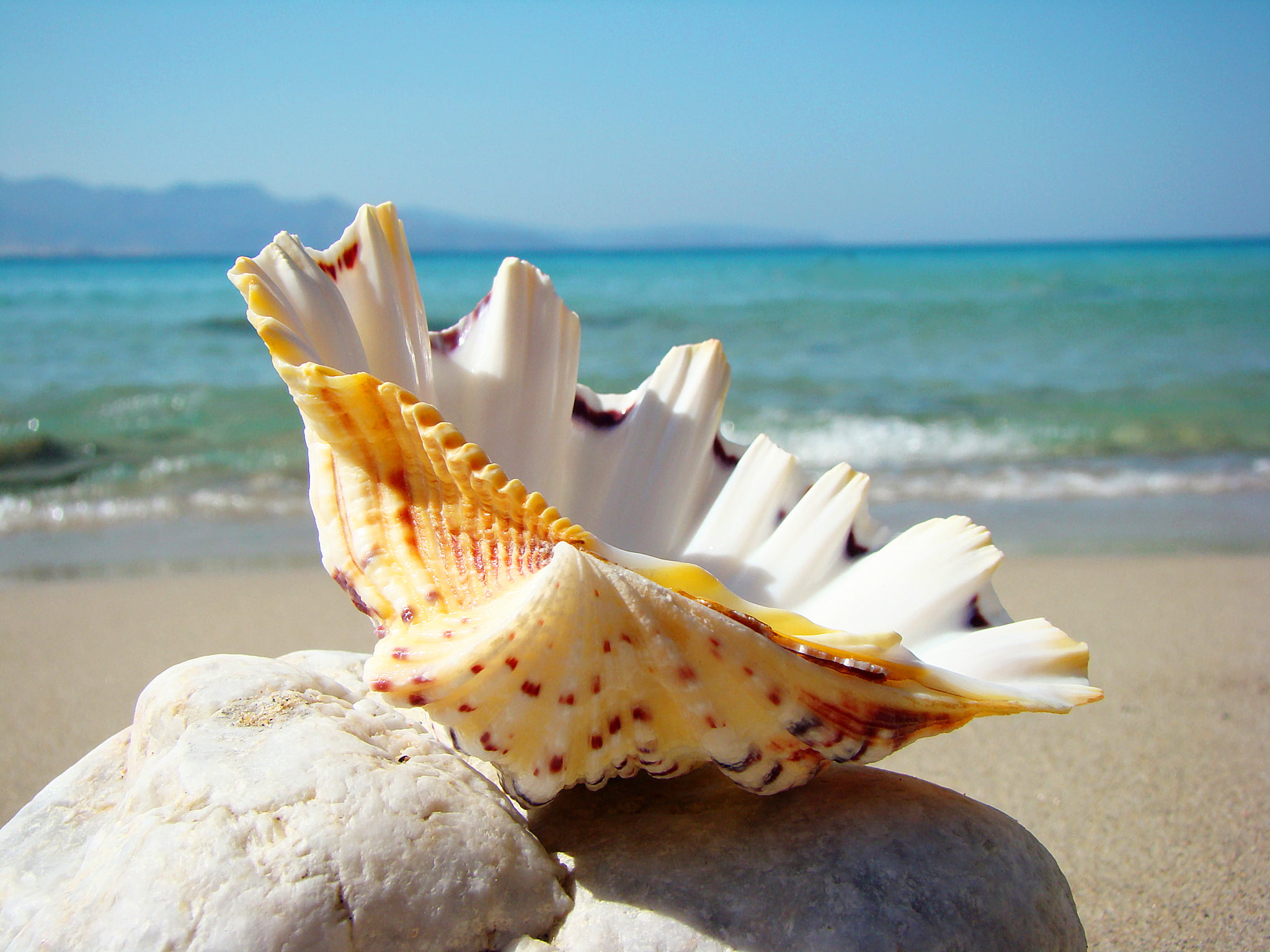 orange and white seashell, beach, stay, sand, summer, vacations