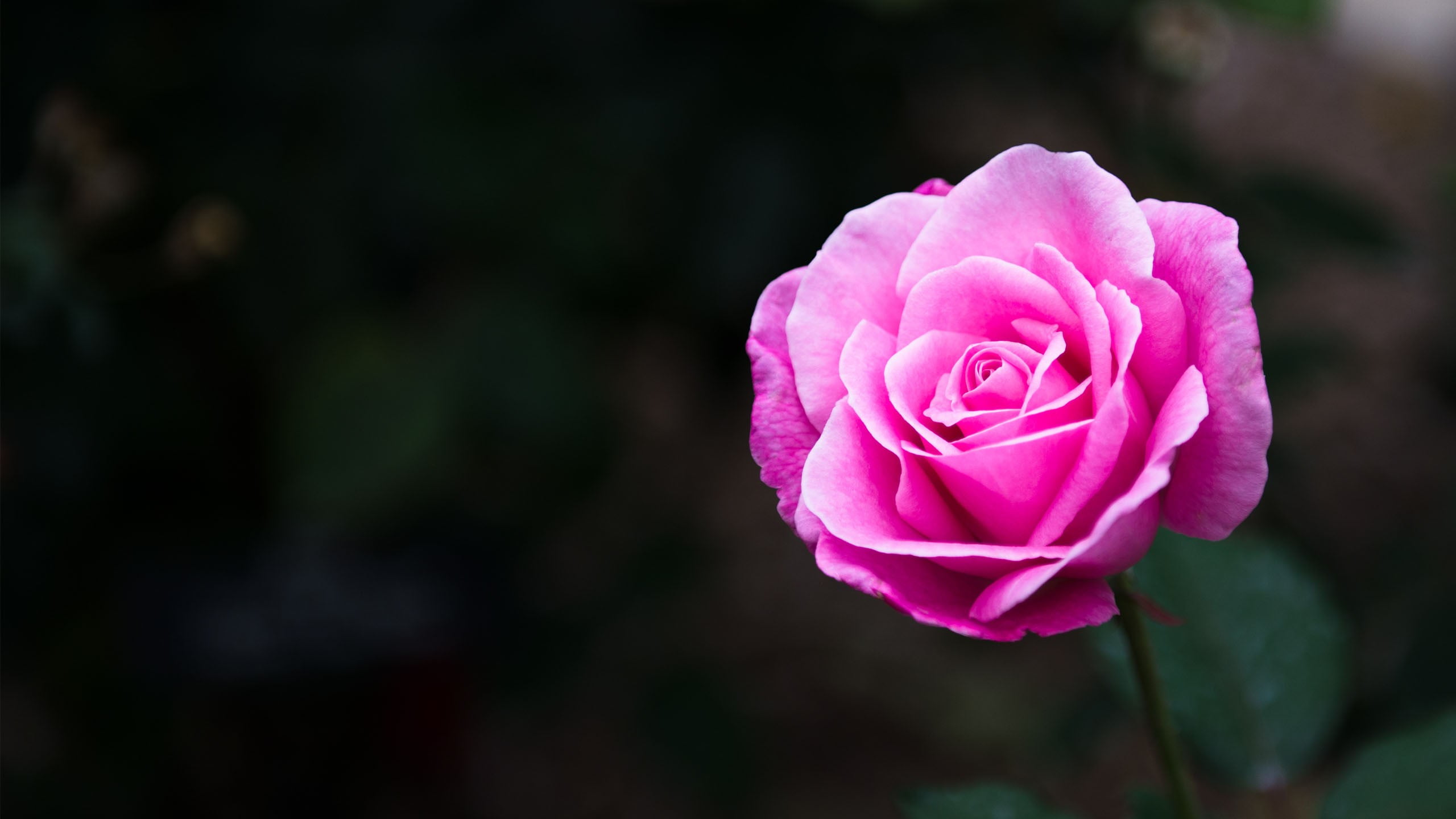 pink rose, flowers, nature, pink color, flowering plant, beauty in nature