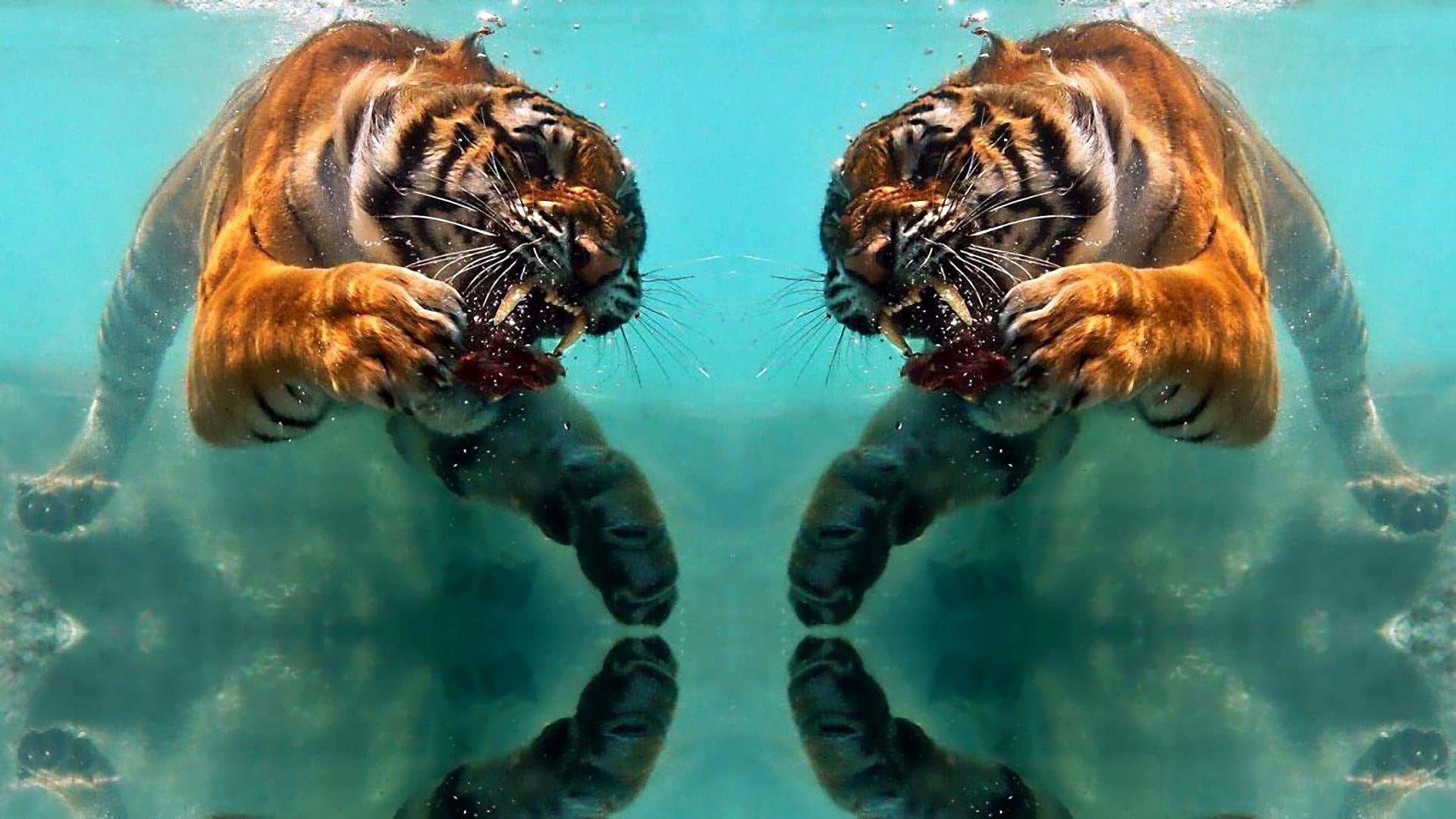 Tiger Reflection, water, mirror, predator, animals